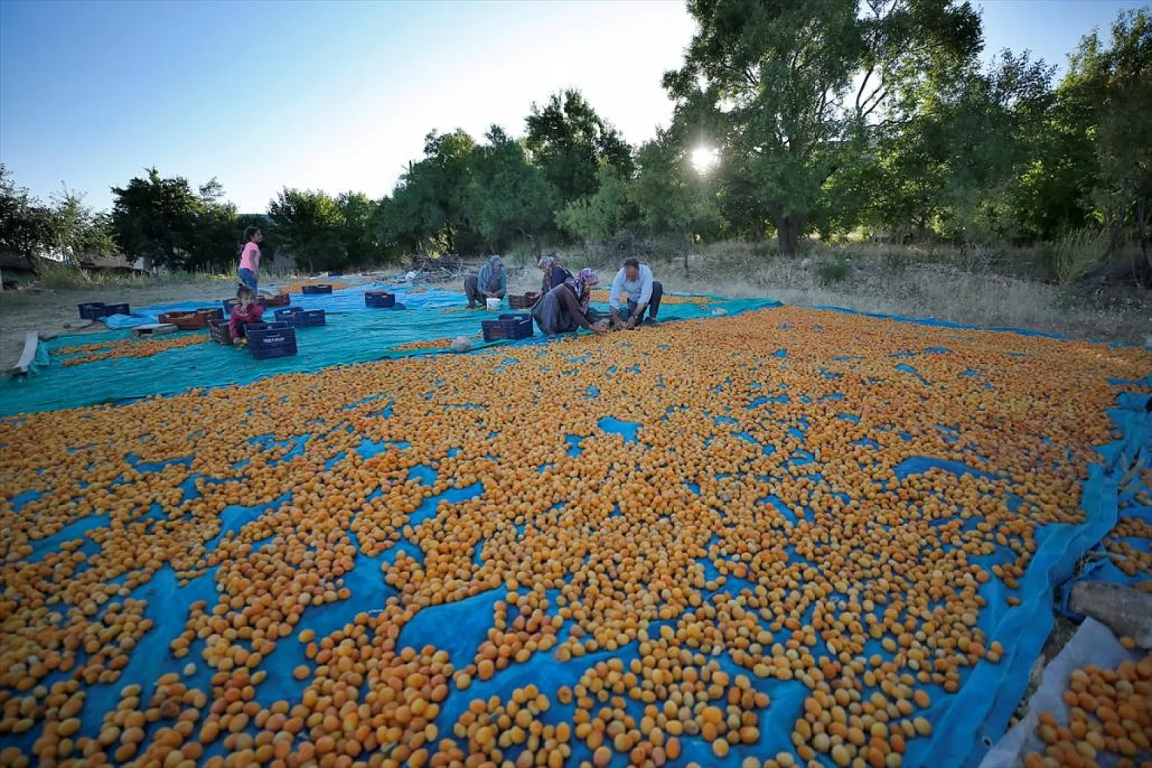 Baskil'de 40 bin ton hasat hedefiyle kayısı toplanıyor