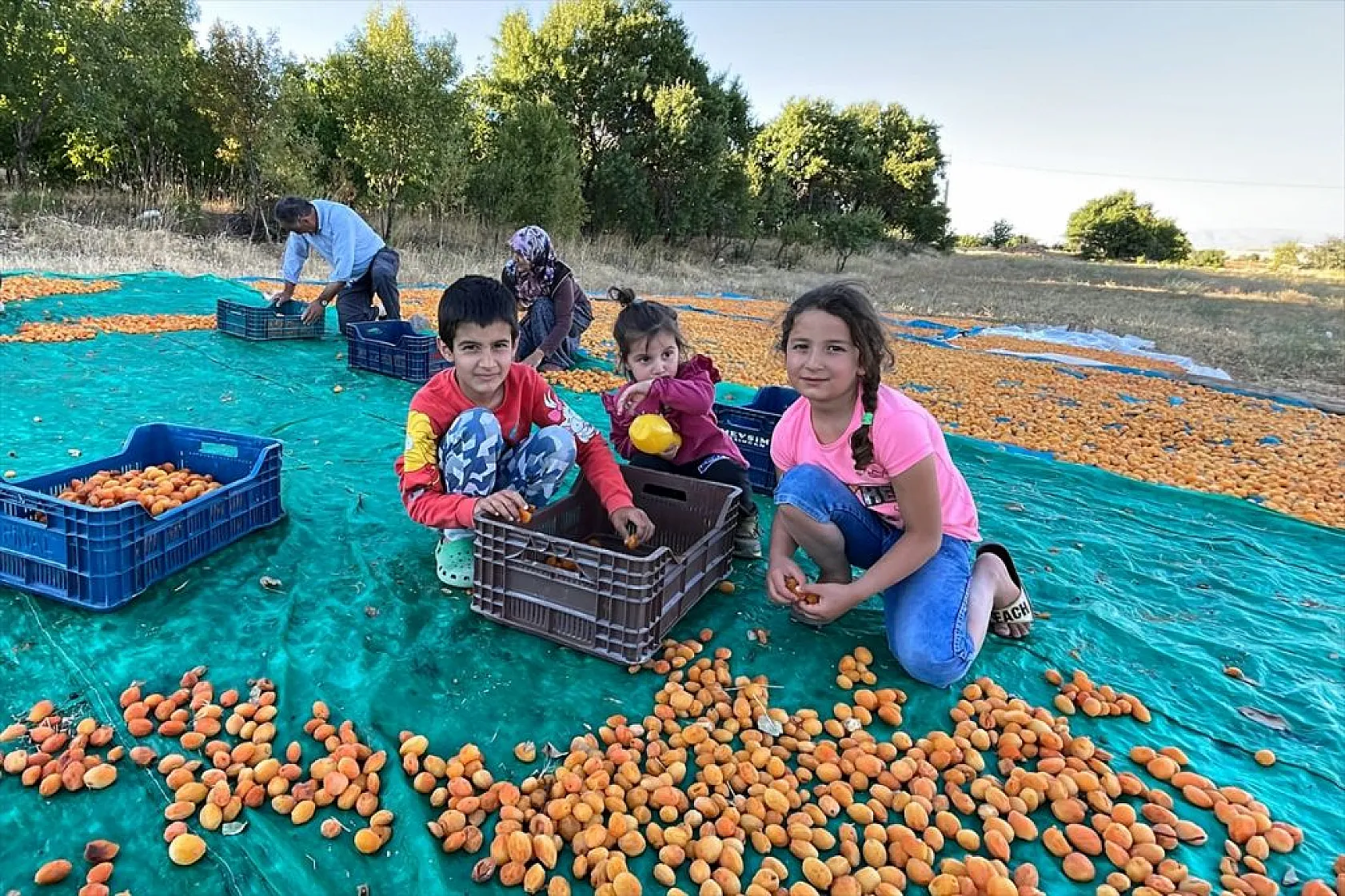 Baskil'de 40 bin ton hasat hedefiyle kayısı toplanıyor
