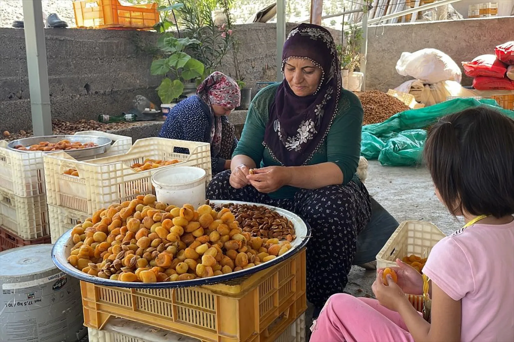Baskil'de 40 bin ton hasat hedefiyle kayısı toplanıyor