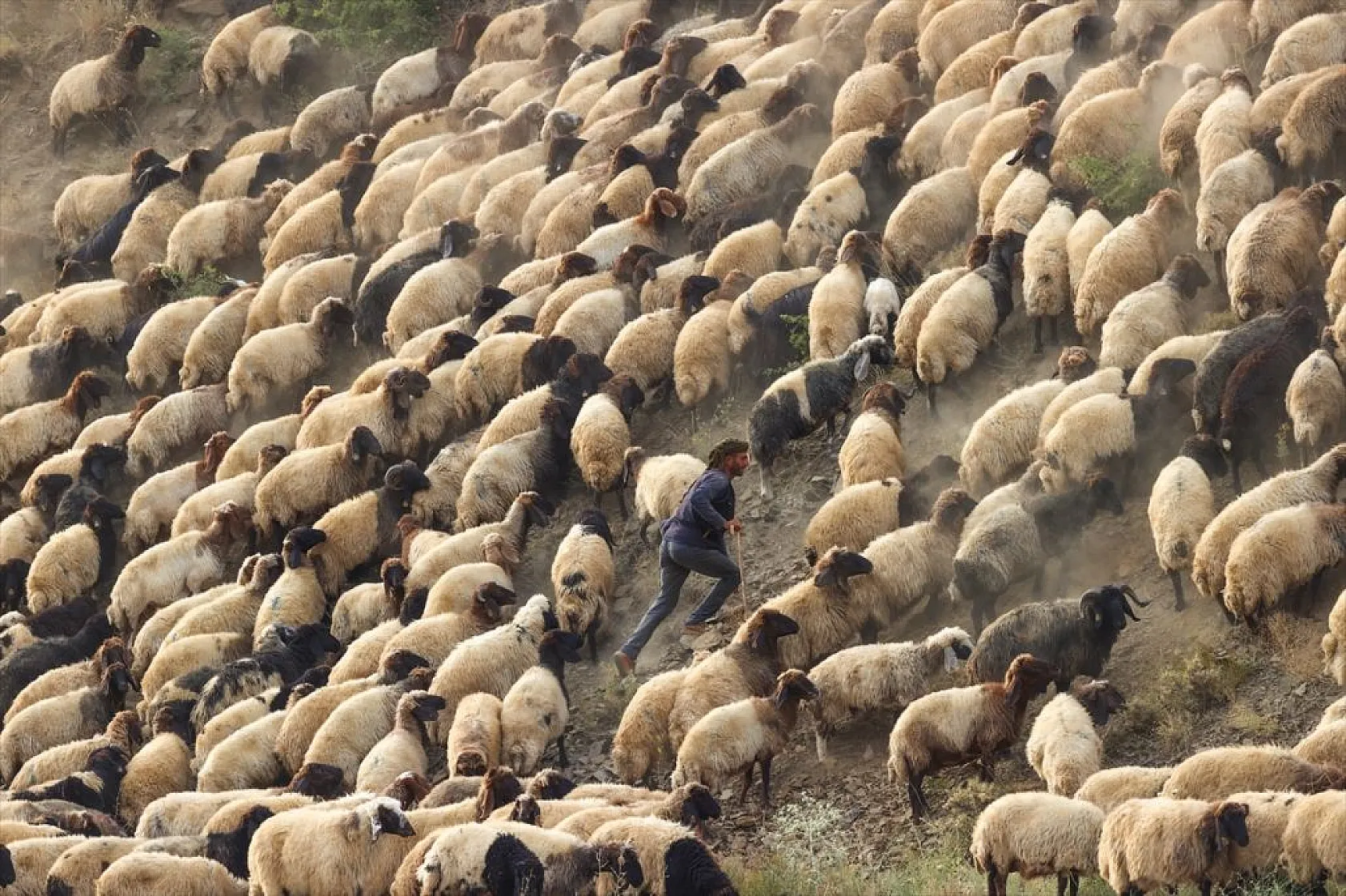 Yaz boyunca yaylalarda konaklayan göçerler eve dönüş yolculuğuna başladı