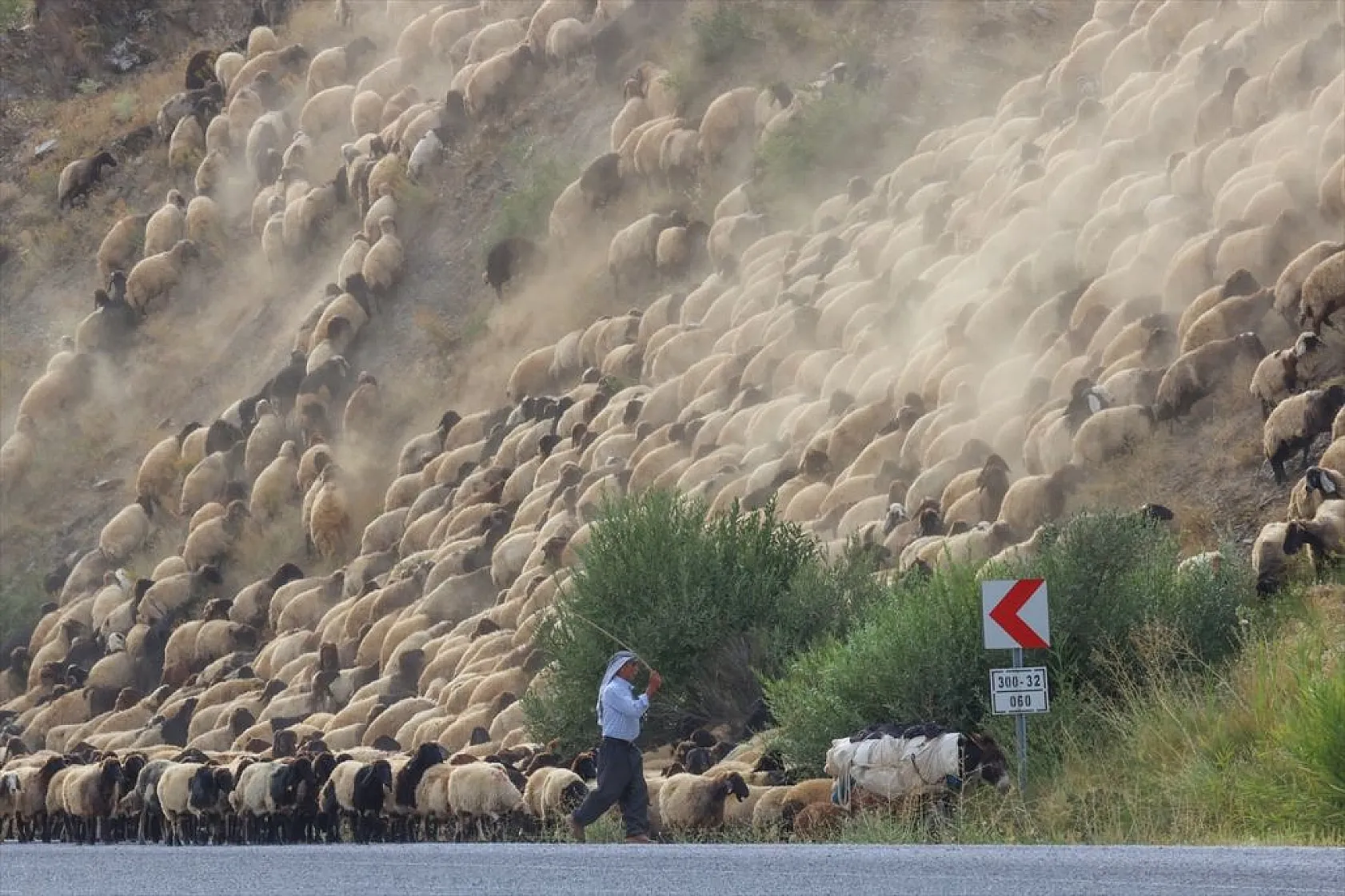 Yaz boyunca yaylalarda konaklayan göçerler eve dönüş yolculuğuna başladı