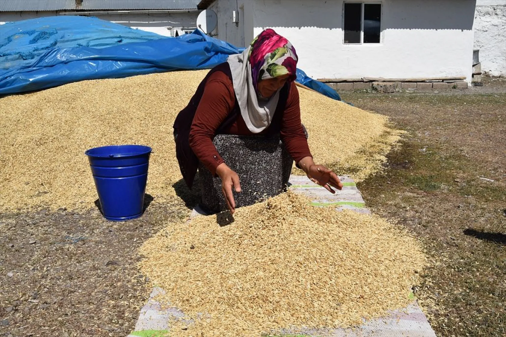 Karslı kadınlar rüzgara karşı 'tahıl savurma' mesaisinde