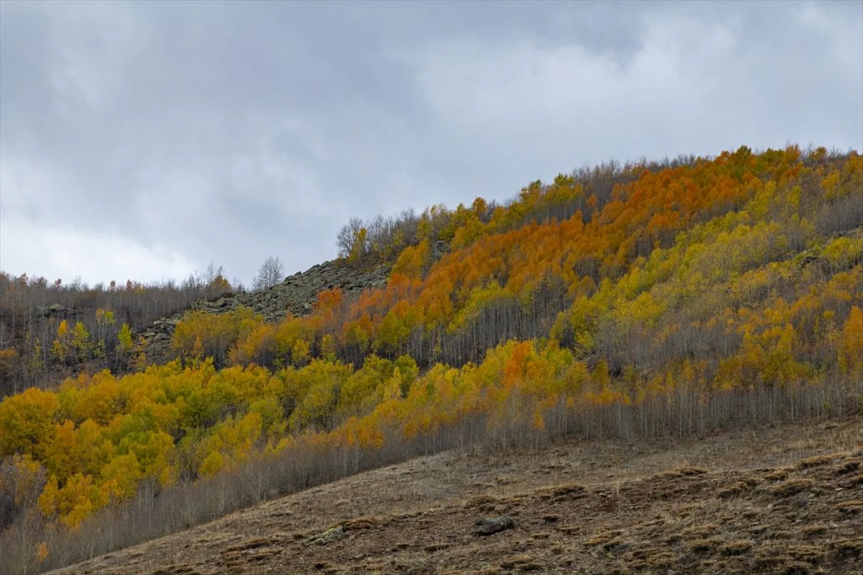 Erzurum'un dağlarında sonbahar renkleri yaşanıyor