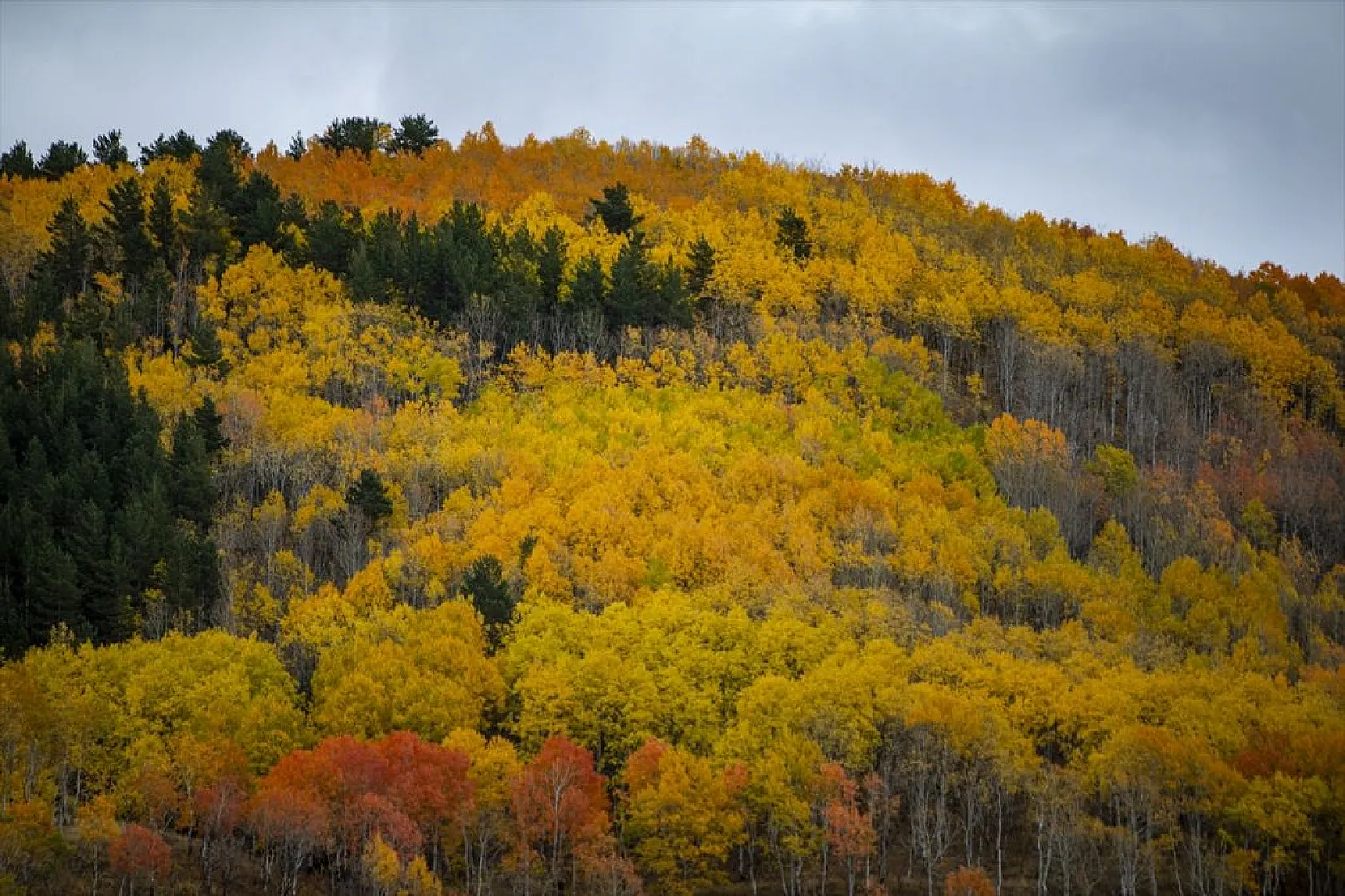 Erzurum'un dağlarında sonbahar renkleri yaşanıyor