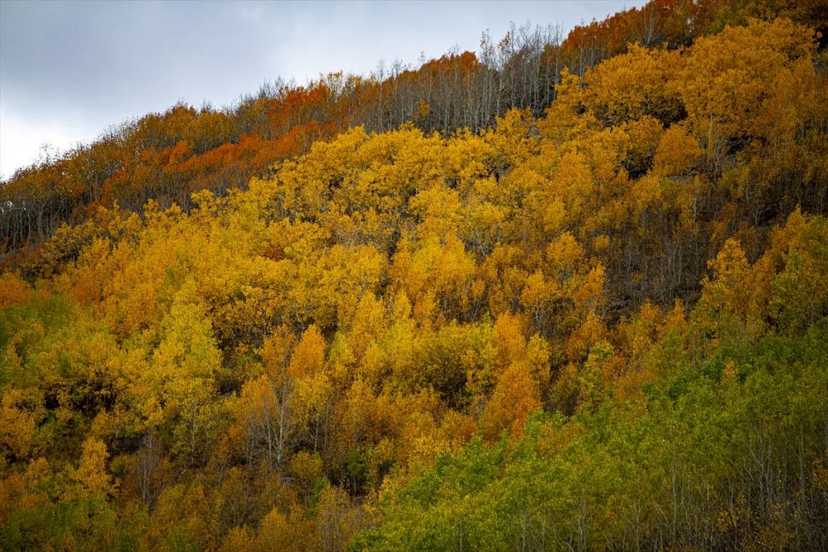 Erzurum'un dağlarında sonbahar renkleri yaşanıyor