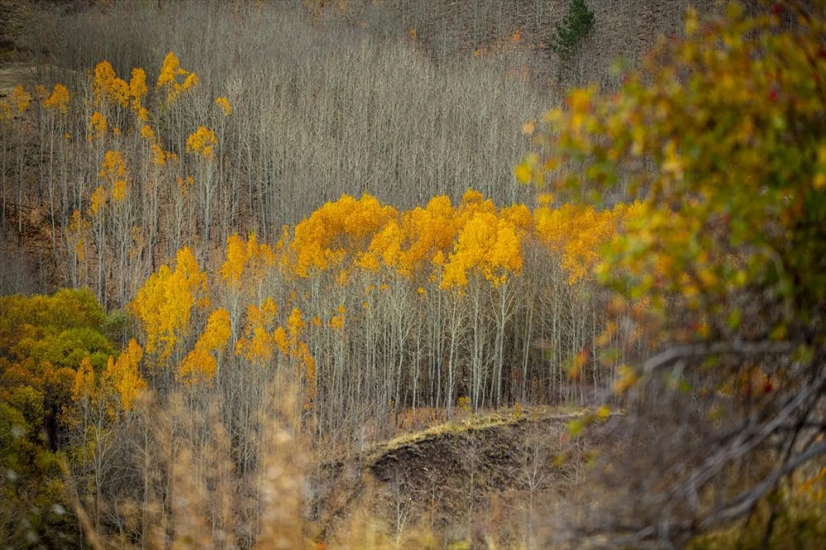 Erzurum'un dağlarında sonbahar renkleri yaşanıyor