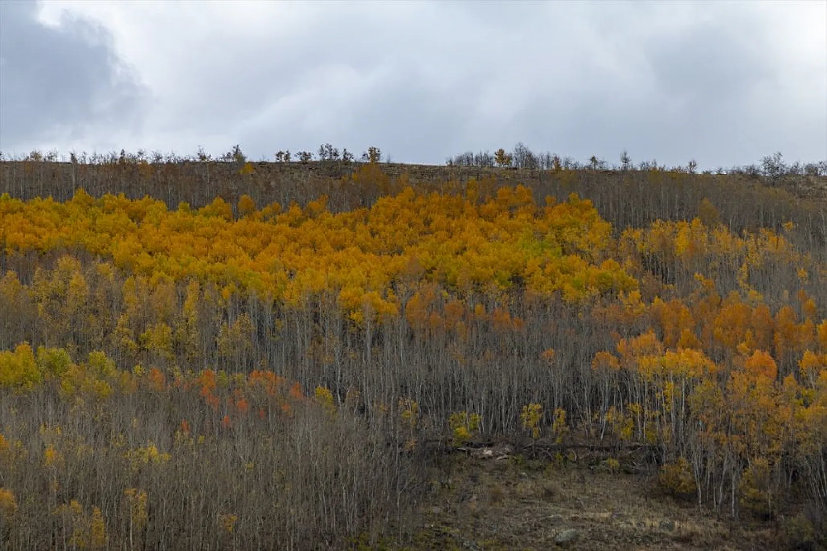 Erzurum'un dağlarında sonbahar renkleri yaşanıyor