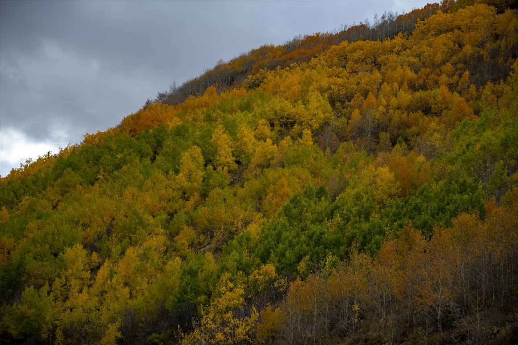 Erzurum'un dağlarında sonbahar renkleri yaşanıyor