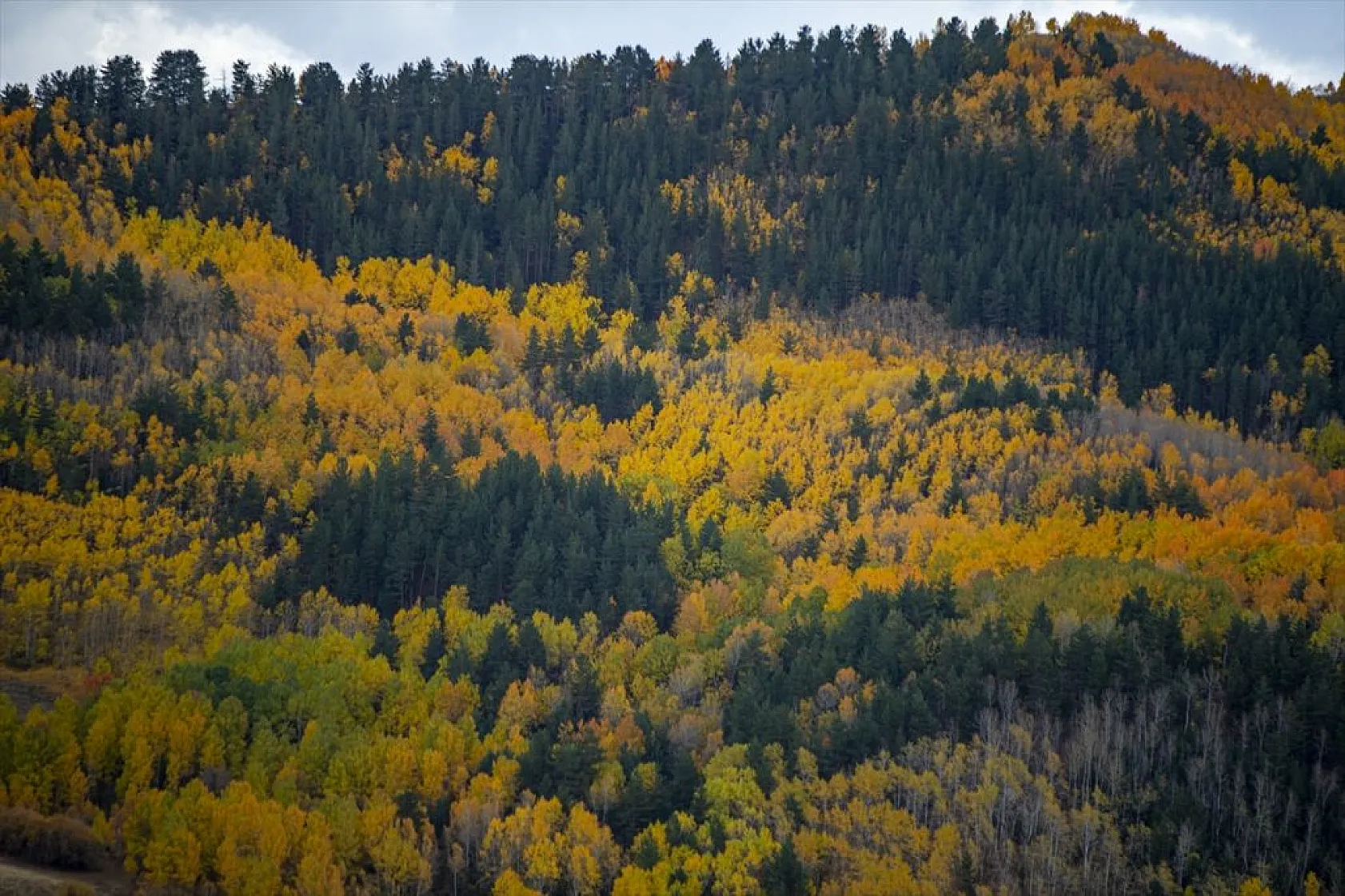 Erzurum'un dağlarında sonbahar renkleri yaşanıyor