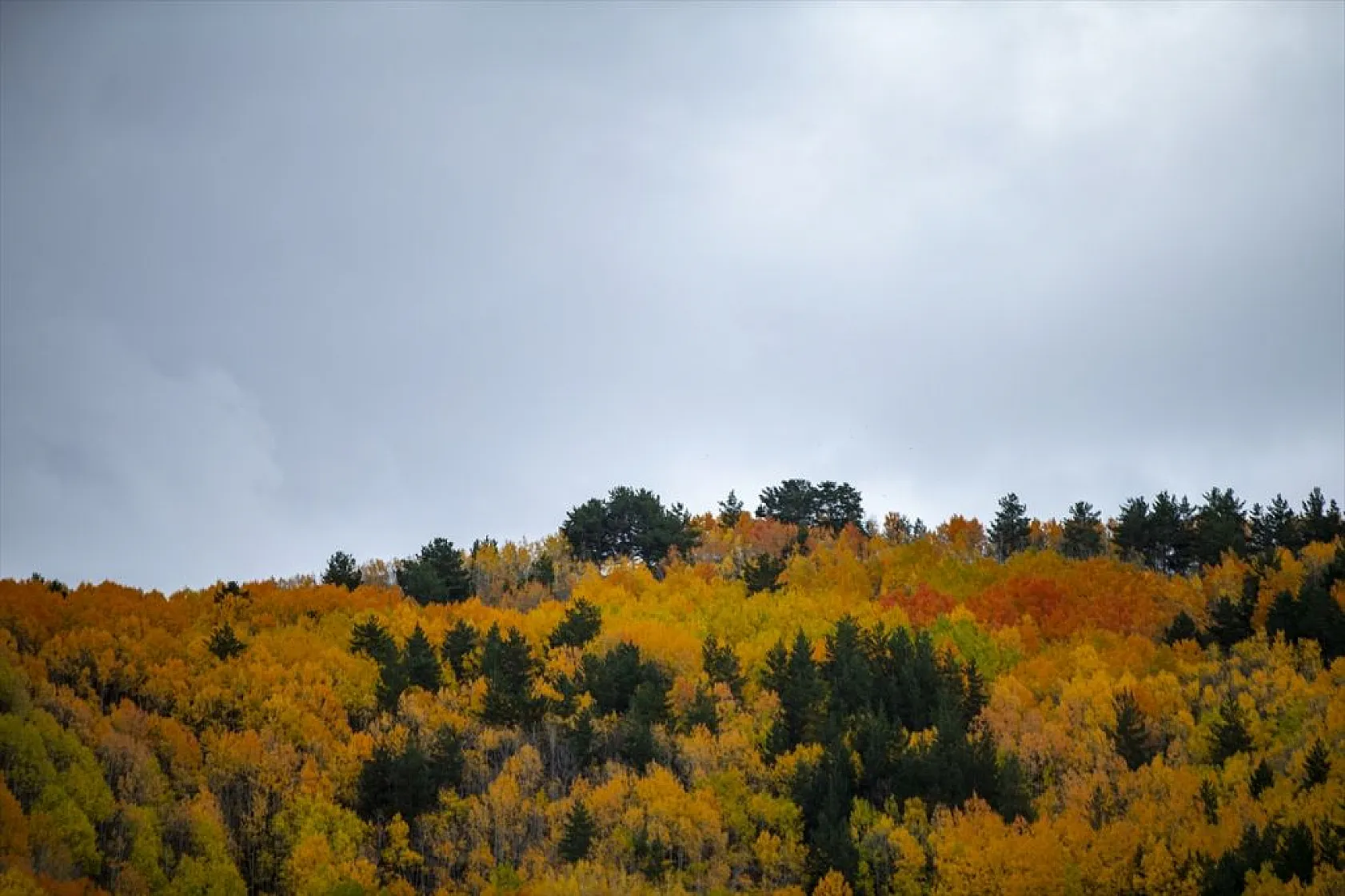 Erzurum'un dağlarında sonbahar renkleri yaşanıyor