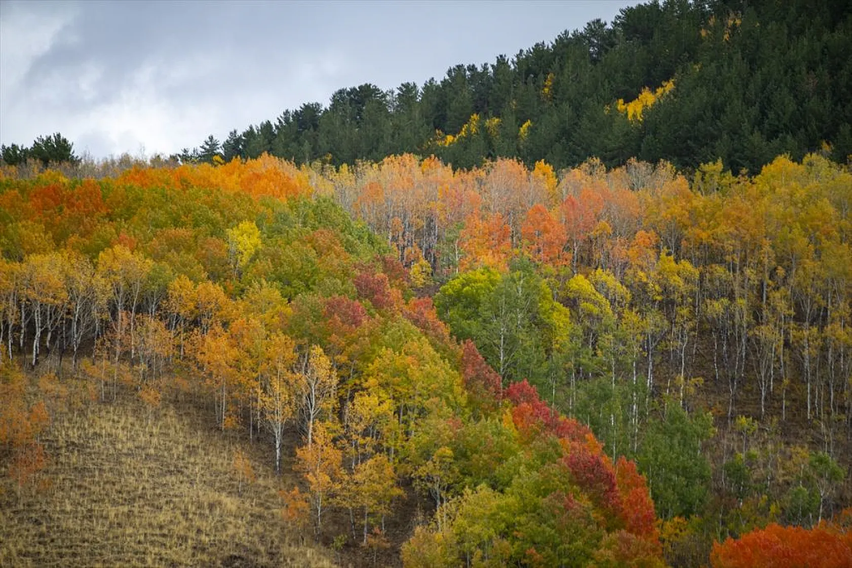 Erzurum'un dağlarında sonbahar renkleri yaşanıyor
