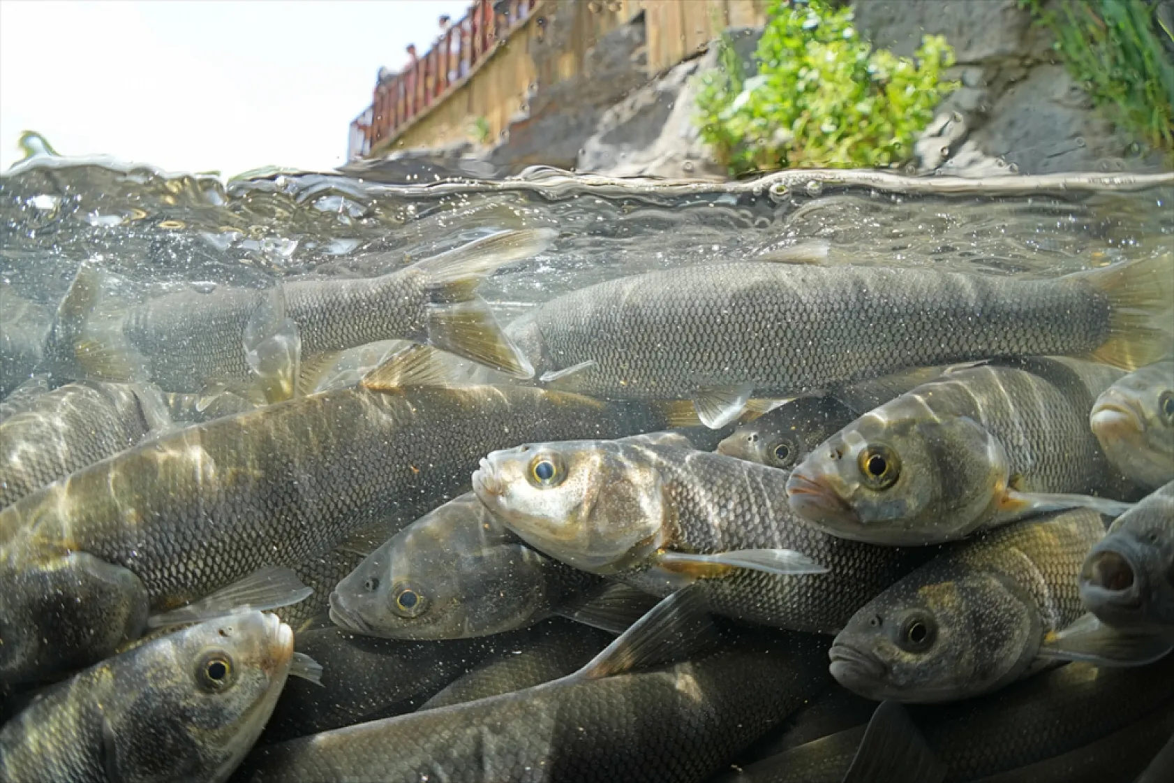 İnci kefalleri en zor göç dönemlerinden birini yaşıyor