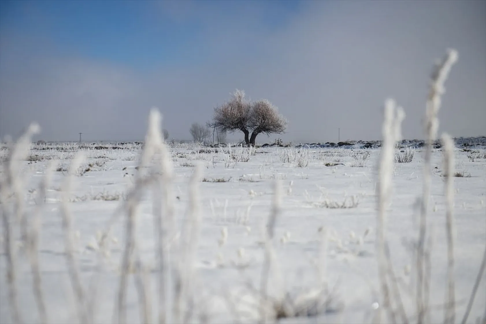 Ovacık'da soğuk hava nedeniyle ağaçlar kırağı tuttu