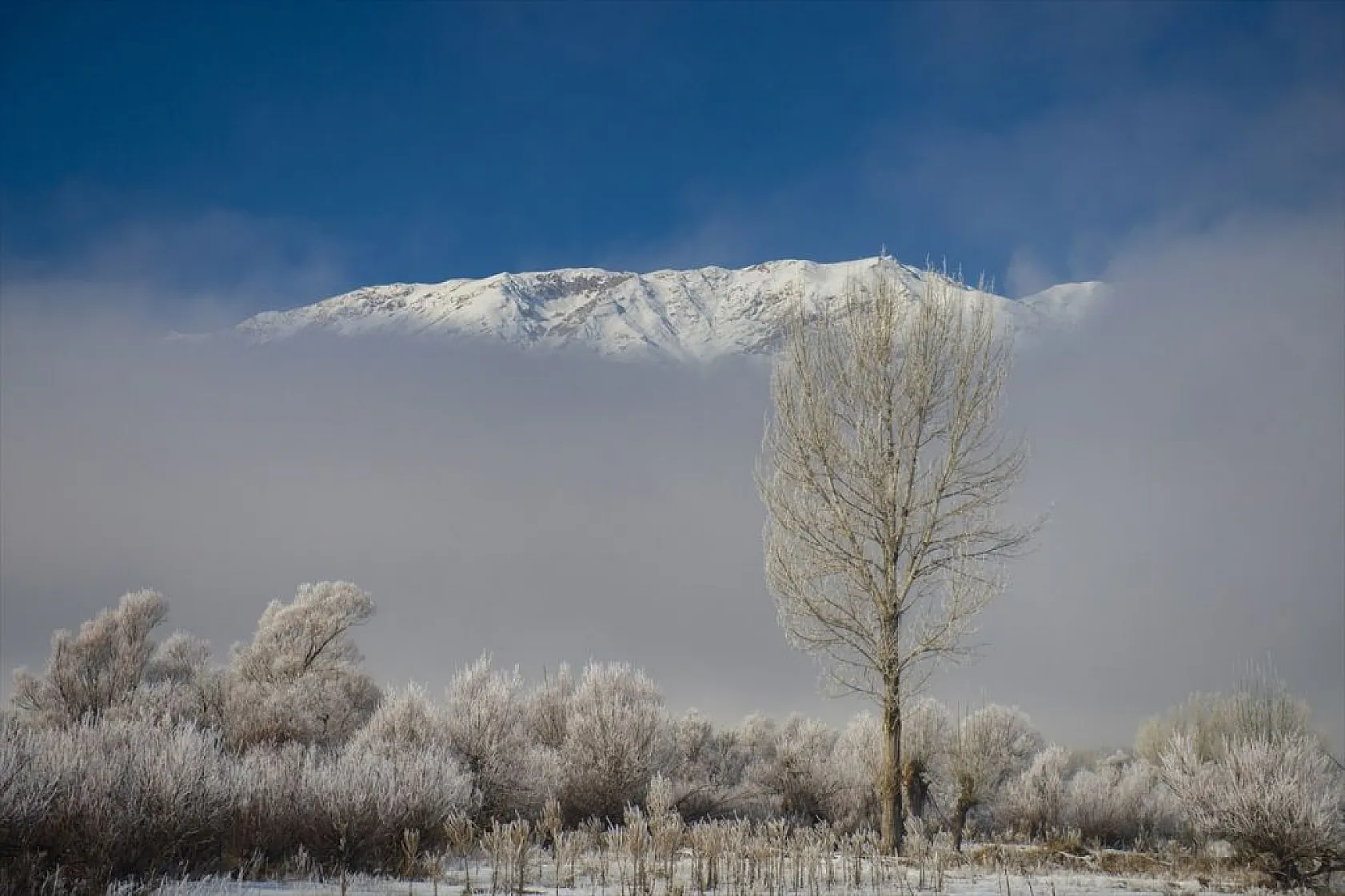 Ovacık'da soğuk hava nedeniyle ağaçlar kırağı tuttu