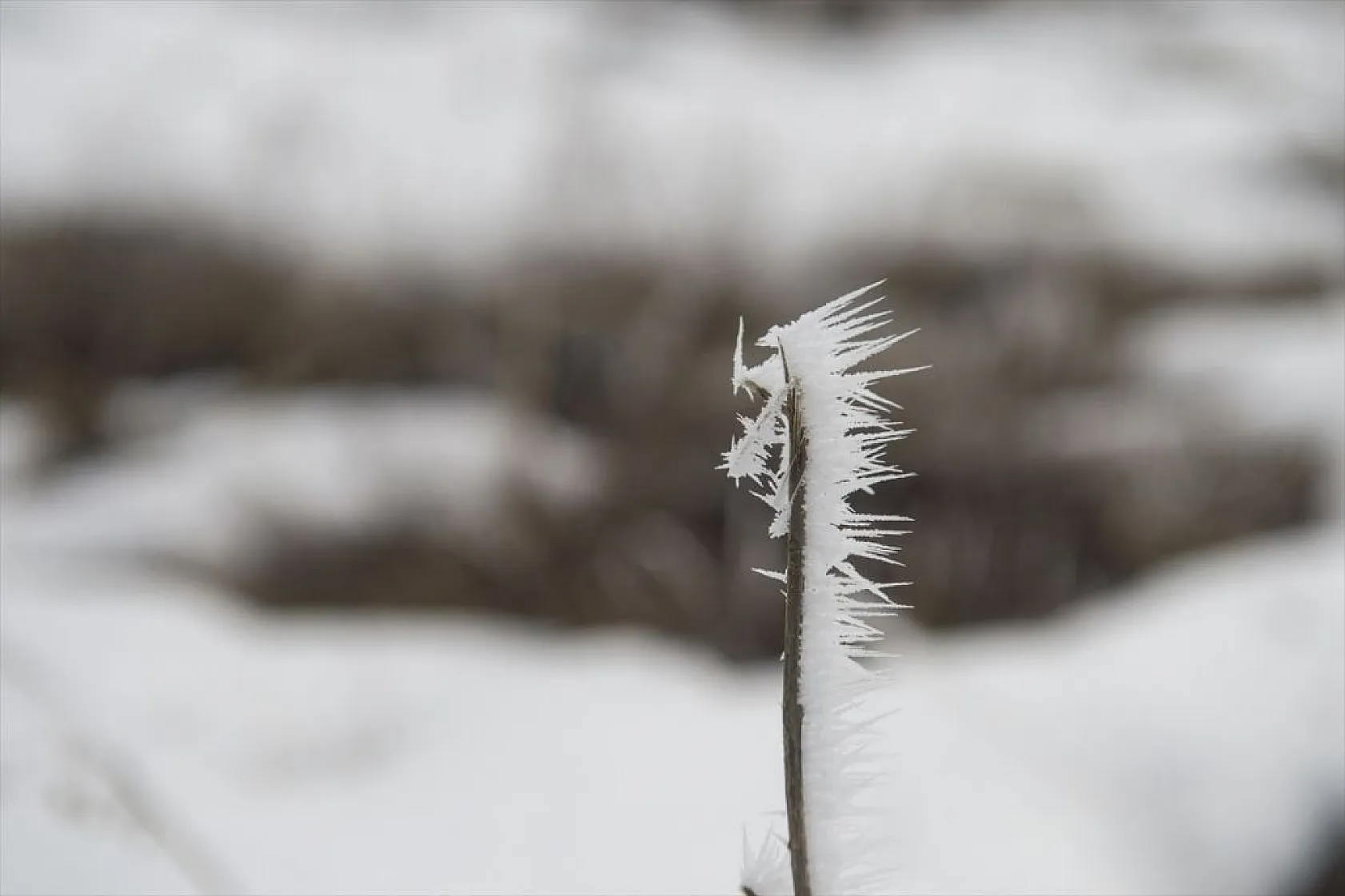 Ovacık'da soğuk hava nedeniyle ağaçlar kırağı tuttu