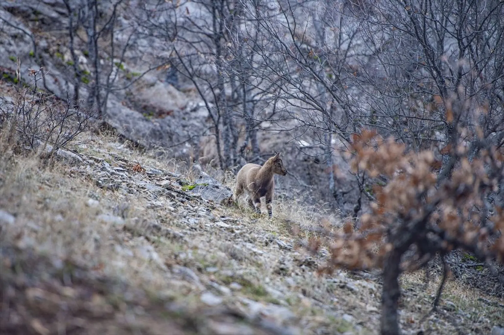 Yaban keçileri Munzur Vadisi'nde beslenirken görüntülendi