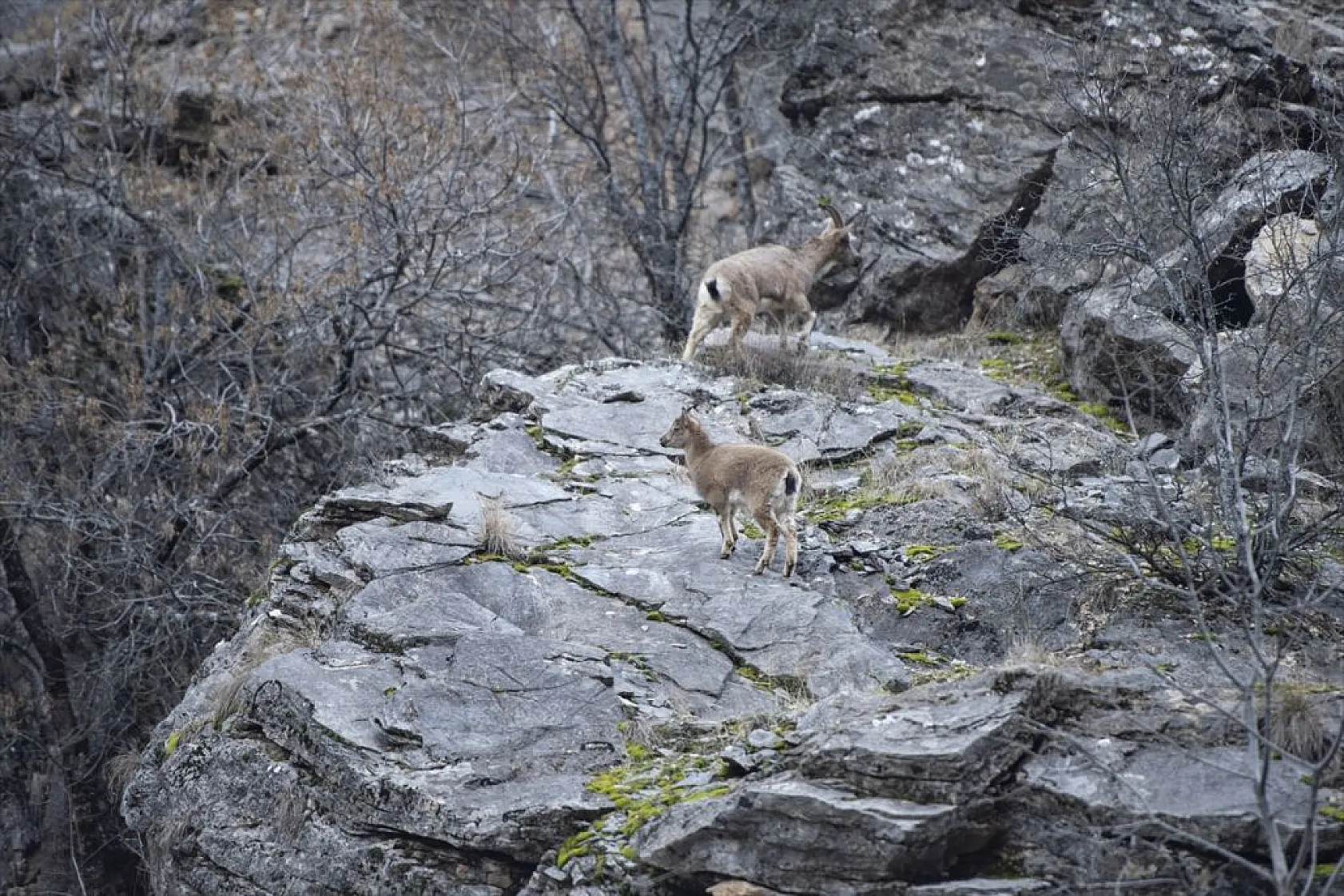 Yaban keçileri Munzur Vadisi'nde beslenirken görüntülendi