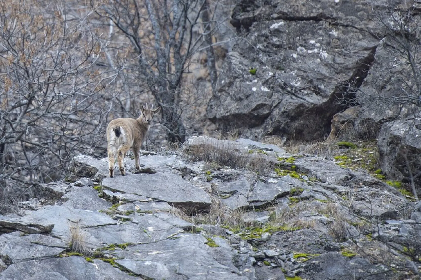 Yaban keçileri Munzur Vadisi'nde beslenirken görüntülendi