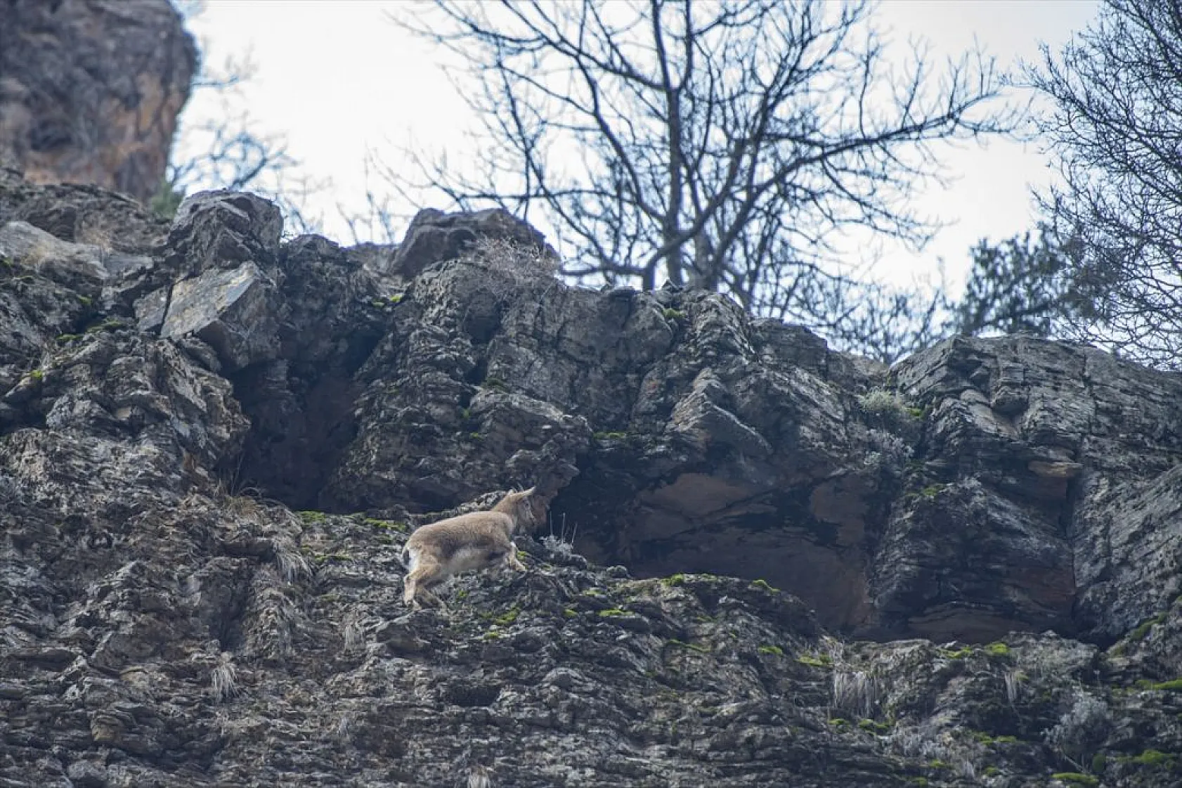 Yaban keçileri Munzur Vadisi'nde beslenirken görüntülendi