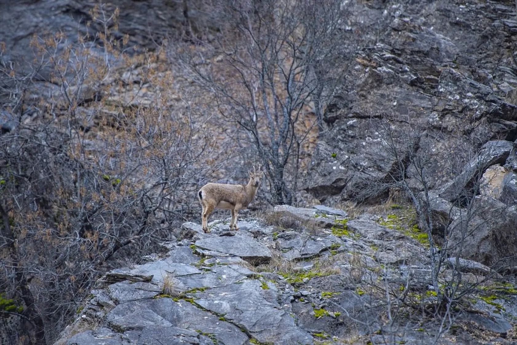 Yaban keçileri Munzur Vadisi'nde beslenirken görüntülendi