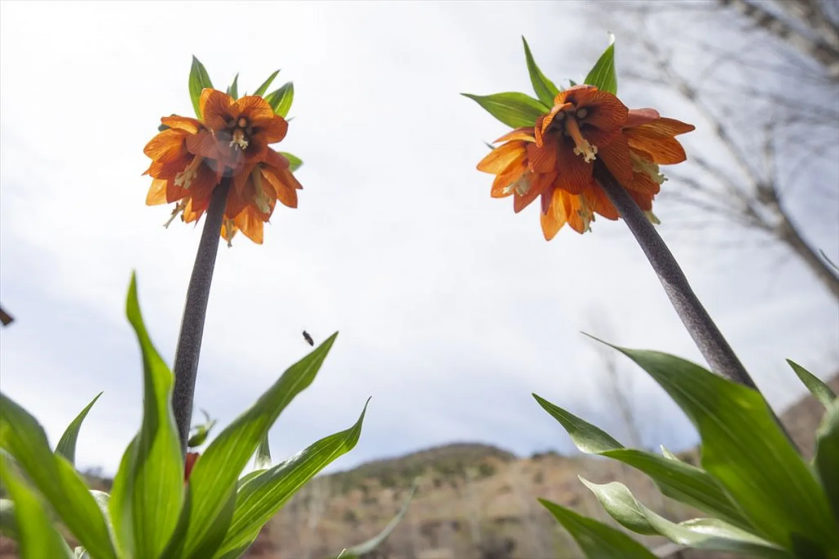 Tunceli'de ters laleler çiçek açmaya başladı