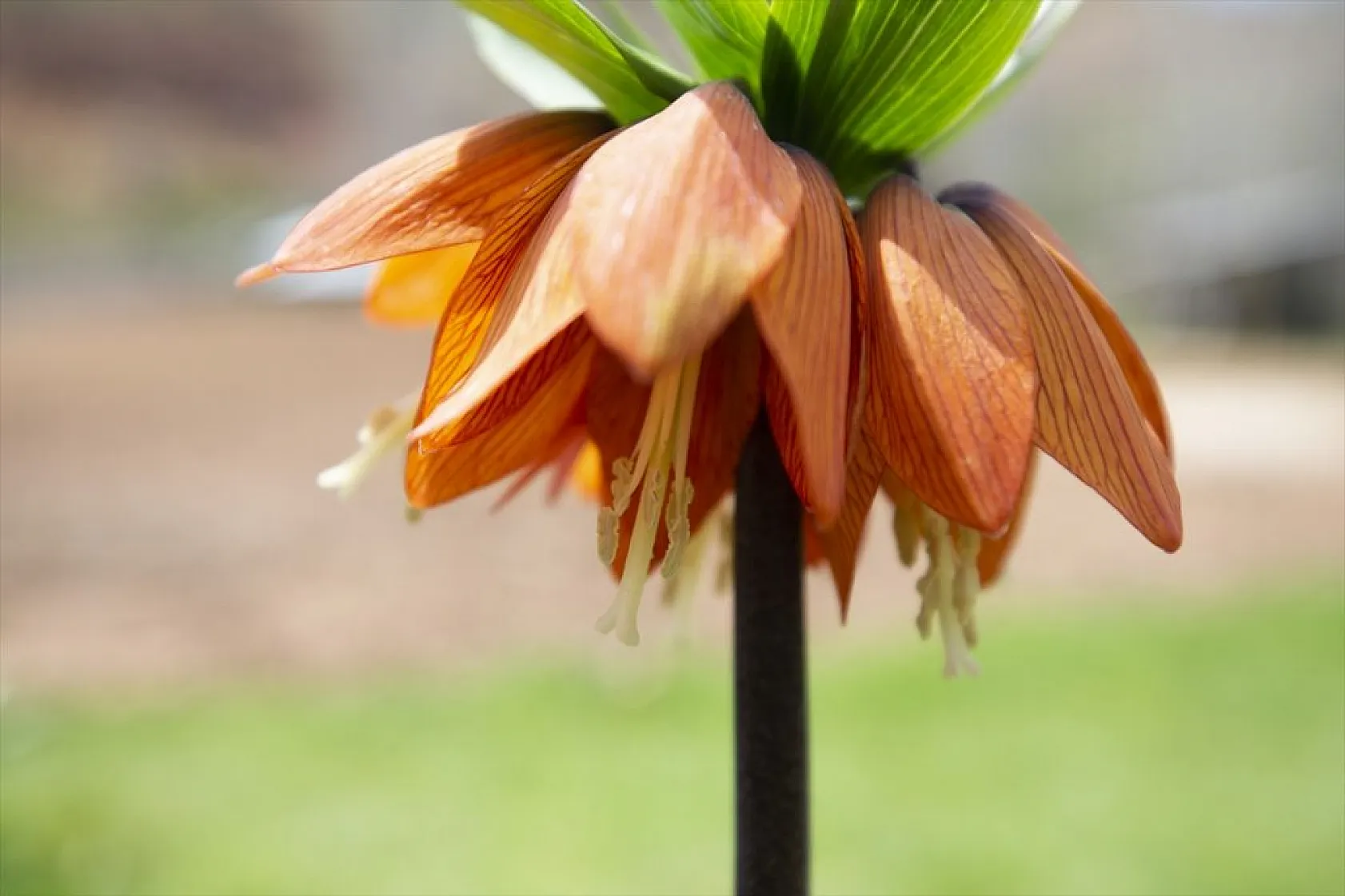 Tunceli'de ters laleler çiçek açmaya başladı