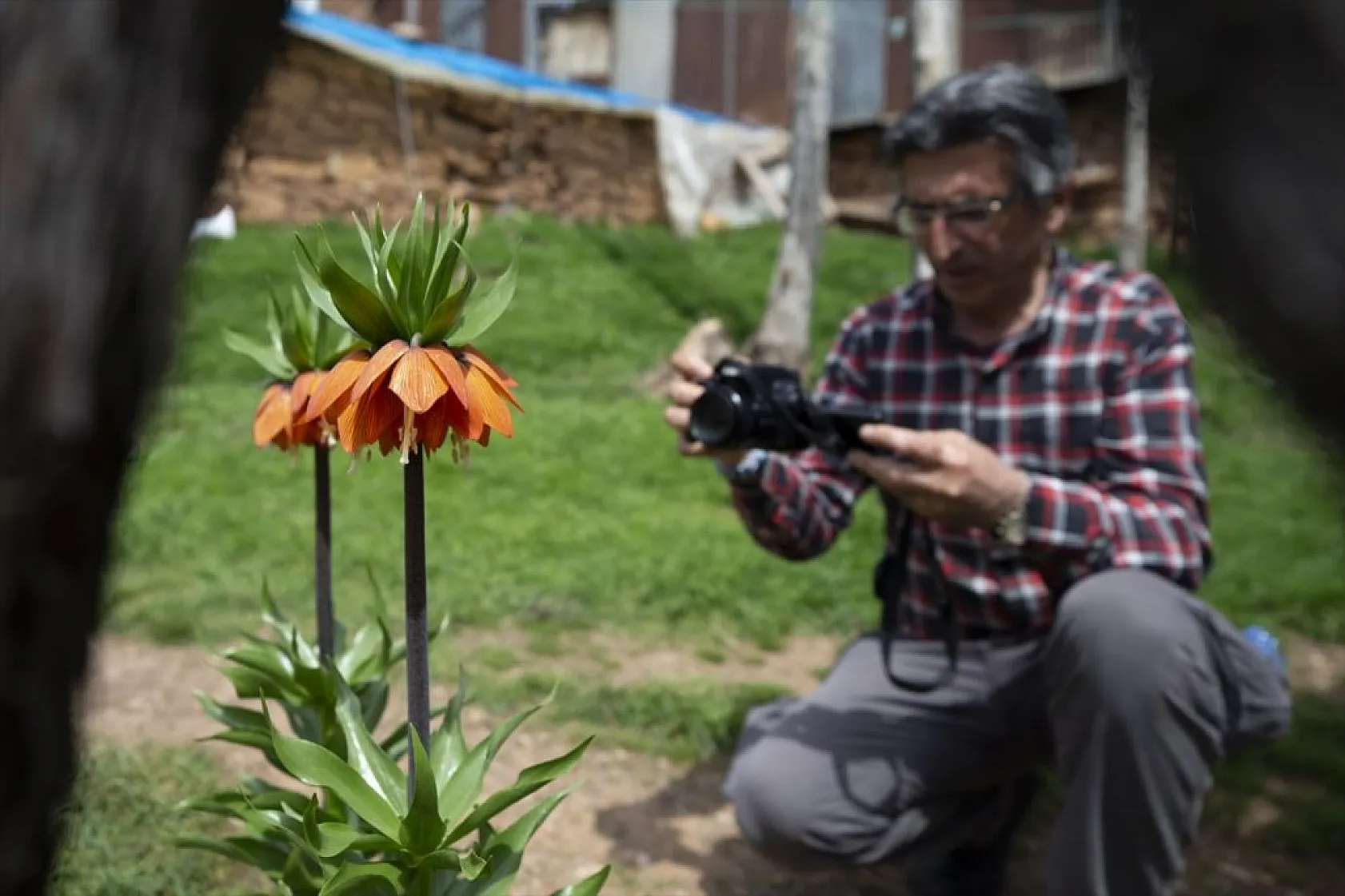 Tunceli'de ters laleler çiçek açmaya başladı
