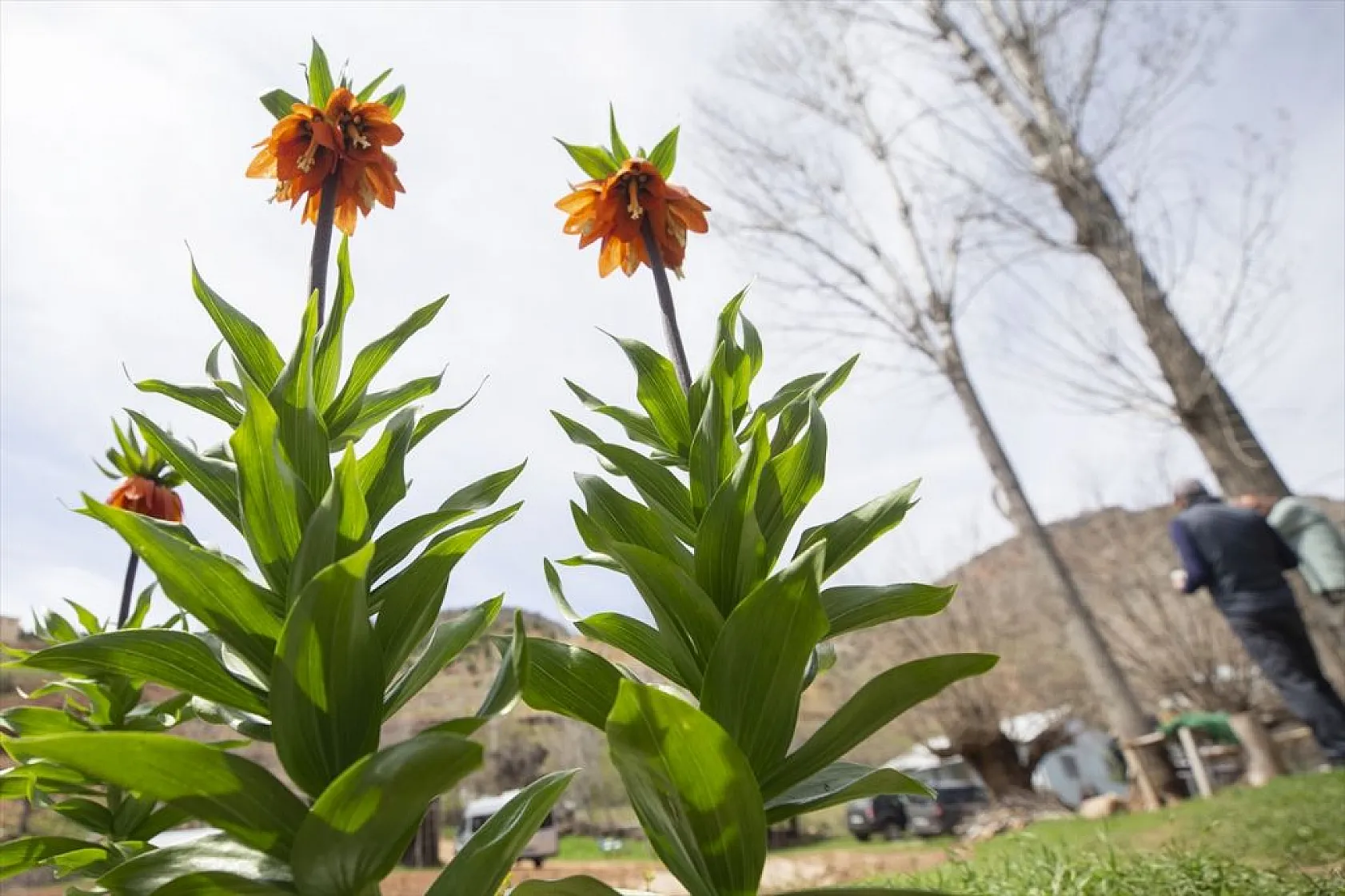 Tunceli'de ters laleler çiçek açmaya başladı