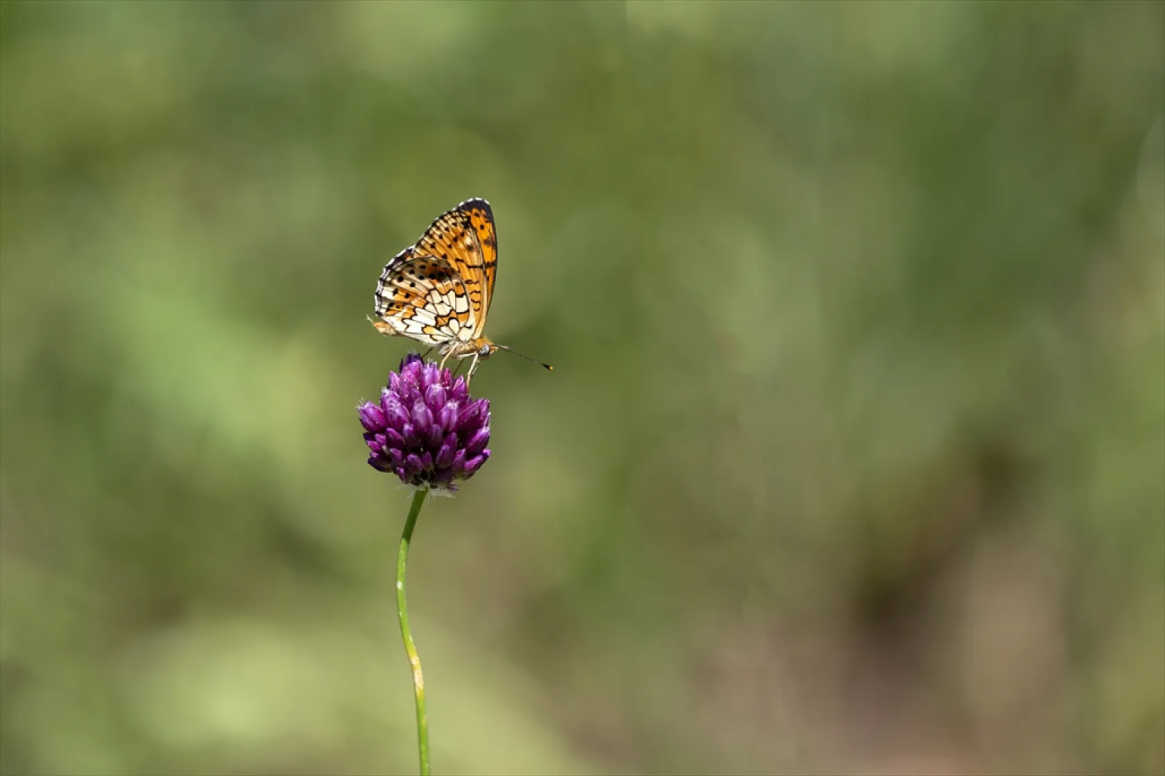 Tunceli'de tabiatın yeşermesiyle kelebek türleri de ortaya çıktı