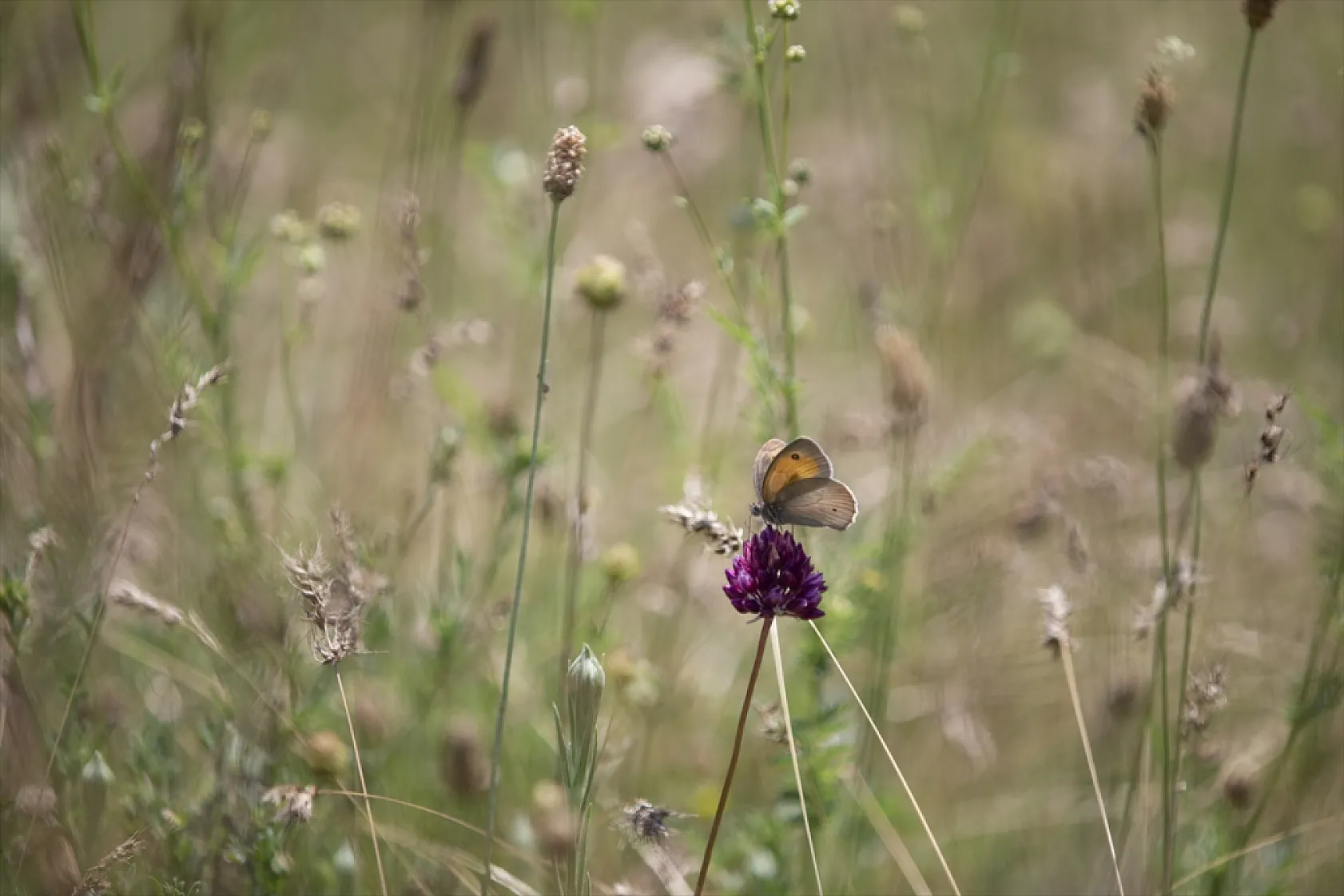 Tunceli'de tabiatın yeşermesiyle kelebek türleri de ortaya çıktı