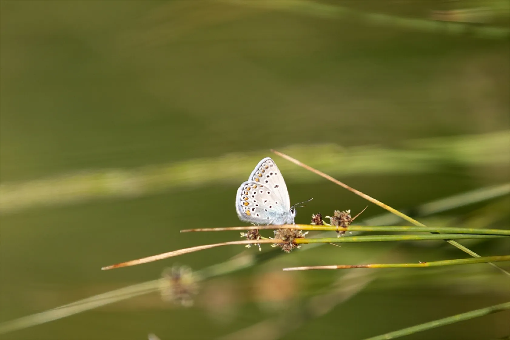 Tunceli'de tabiatın yeşermesiyle kelebek türleri de ortaya çıktı