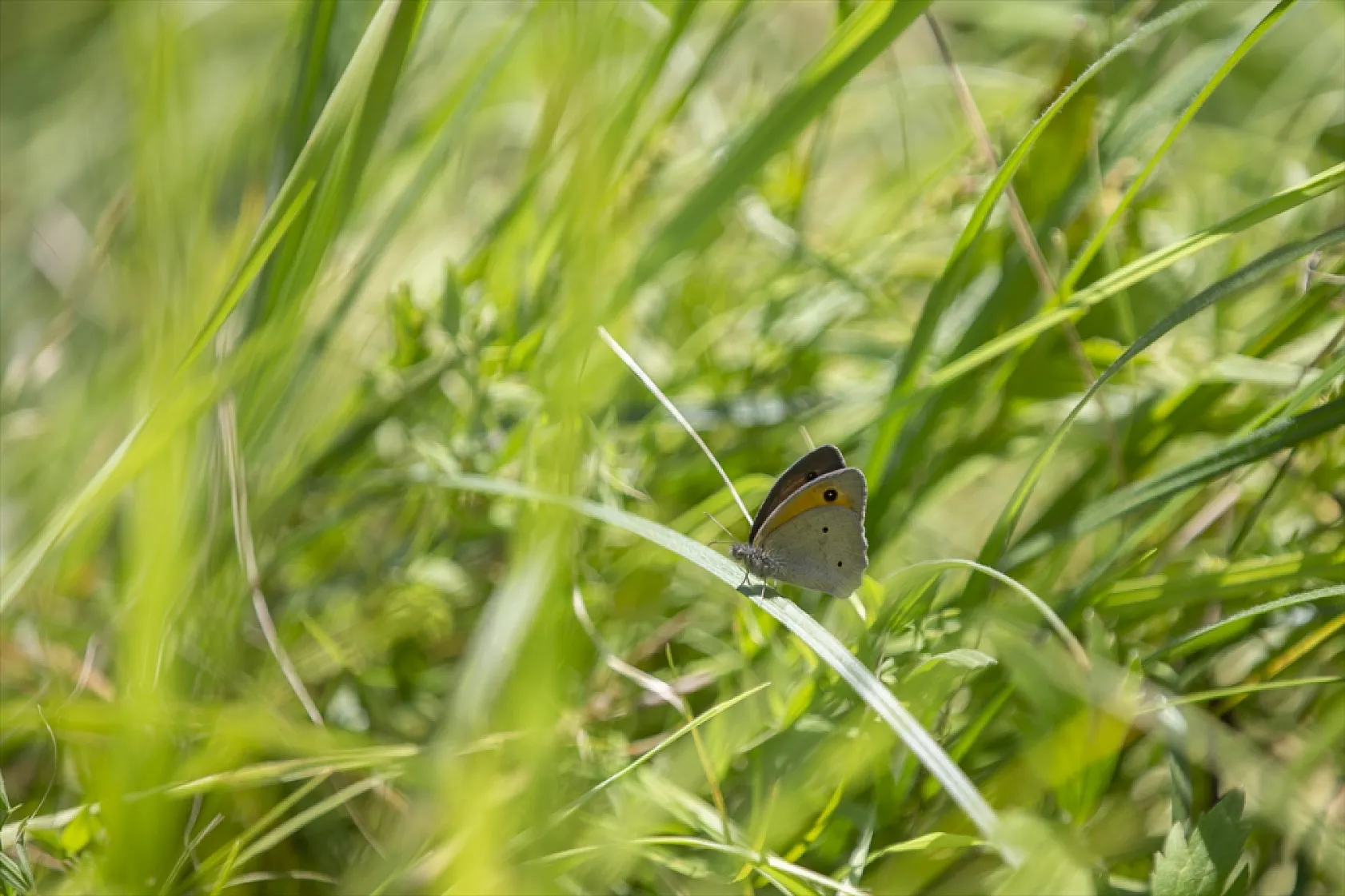 Tunceli'de tabiatın yeşermesiyle kelebek türleri de ortaya çıktı