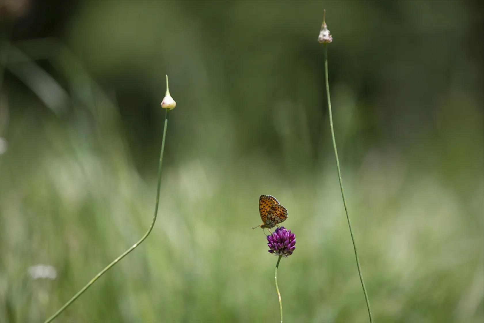 Tunceli'de tabiatın yeşermesiyle kelebek türleri de ortaya çıktı