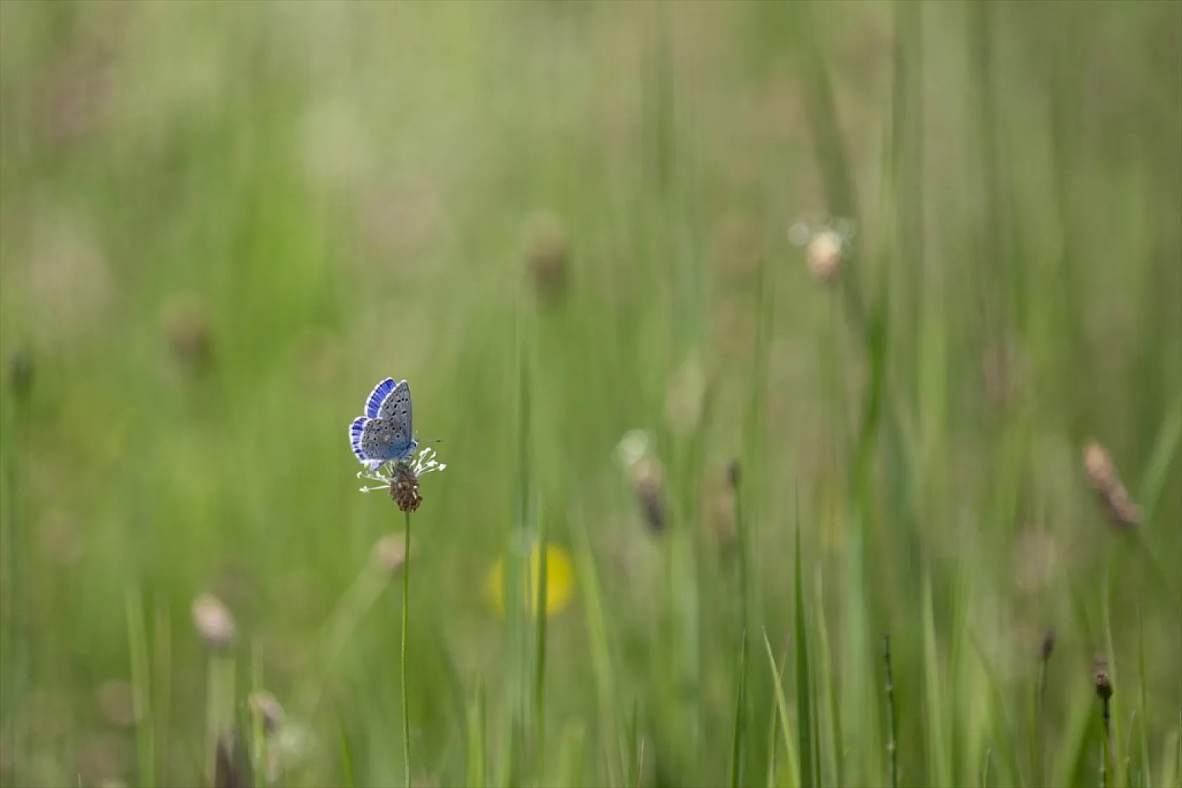 Tunceli'de tabiatın yeşermesiyle kelebek türleri de ortaya çıktı