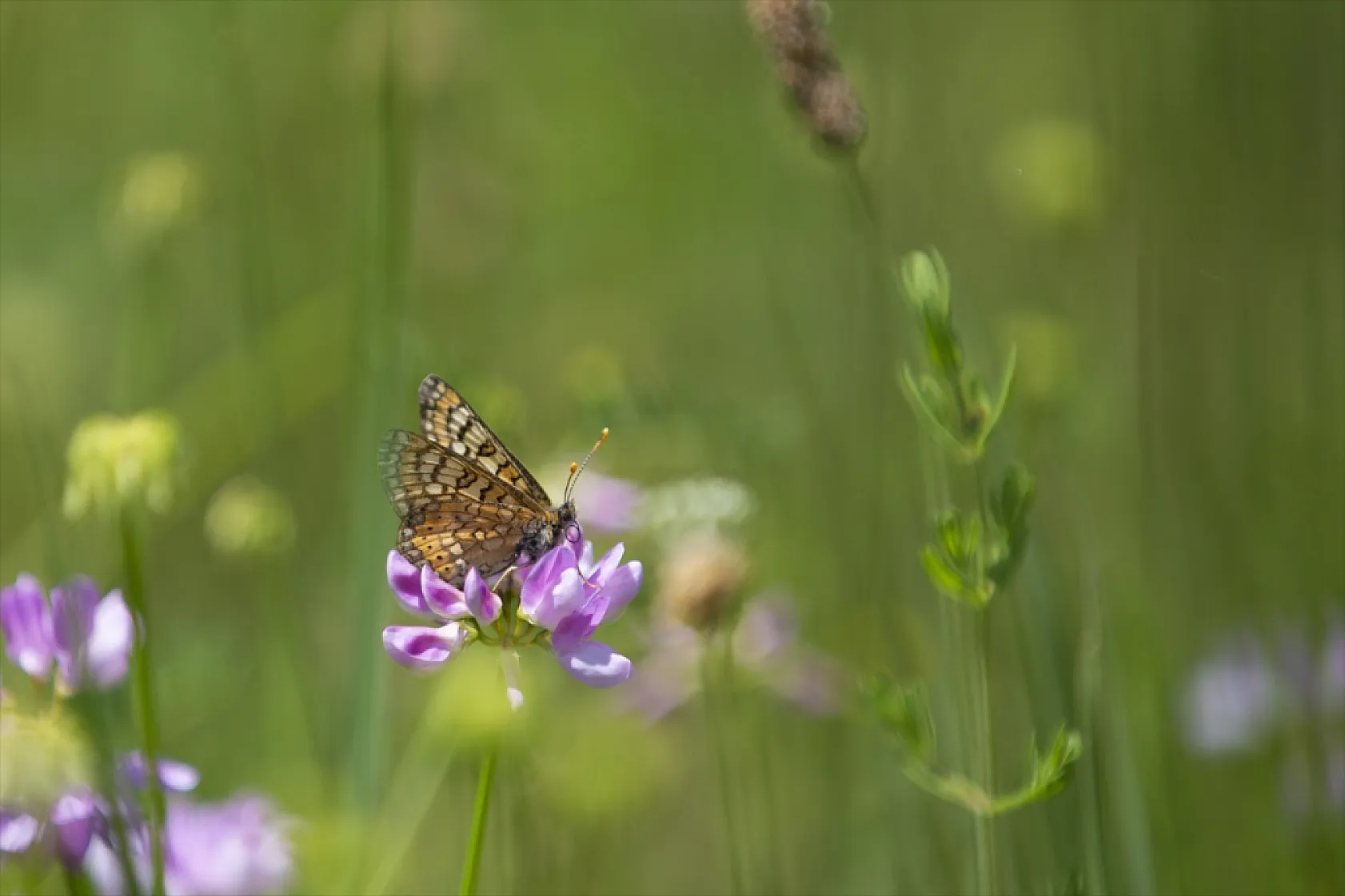 Tunceli'de tabiatın yeşermesiyle kelebek türleri de ortaya çıktı