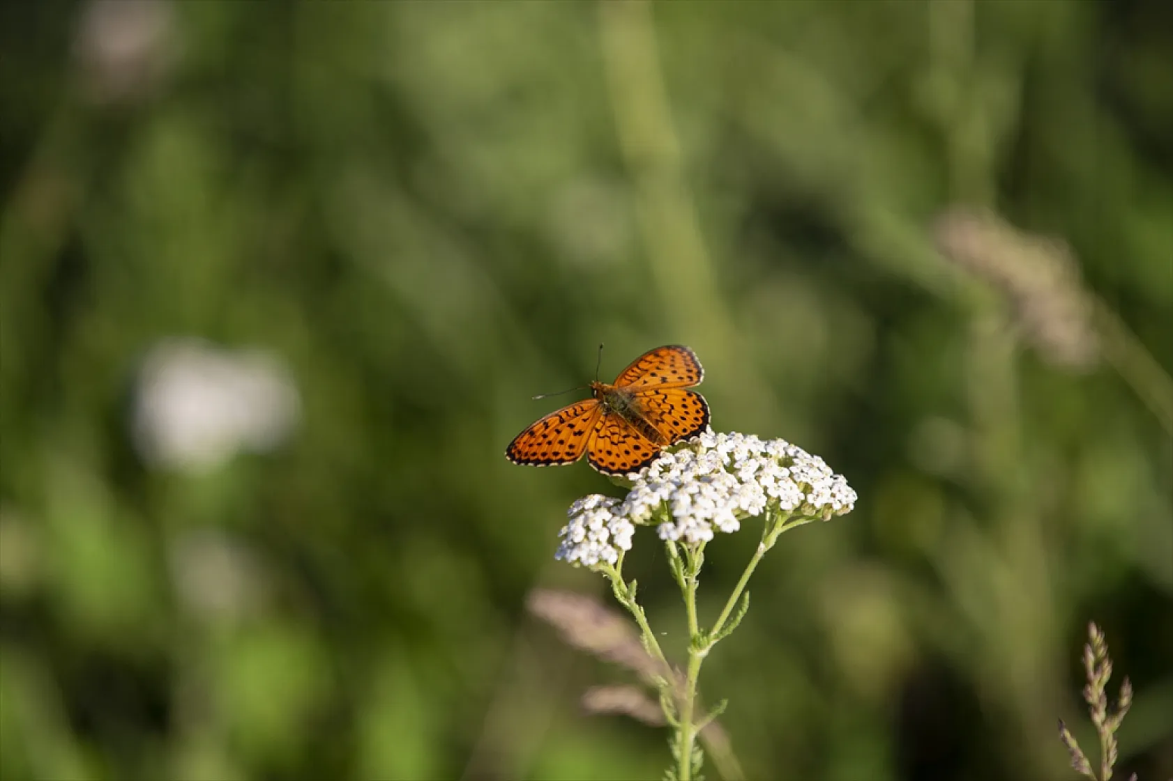 Tunceli'de tabiatın yeşermesiyle kelebek türleri de ortaya çıktı