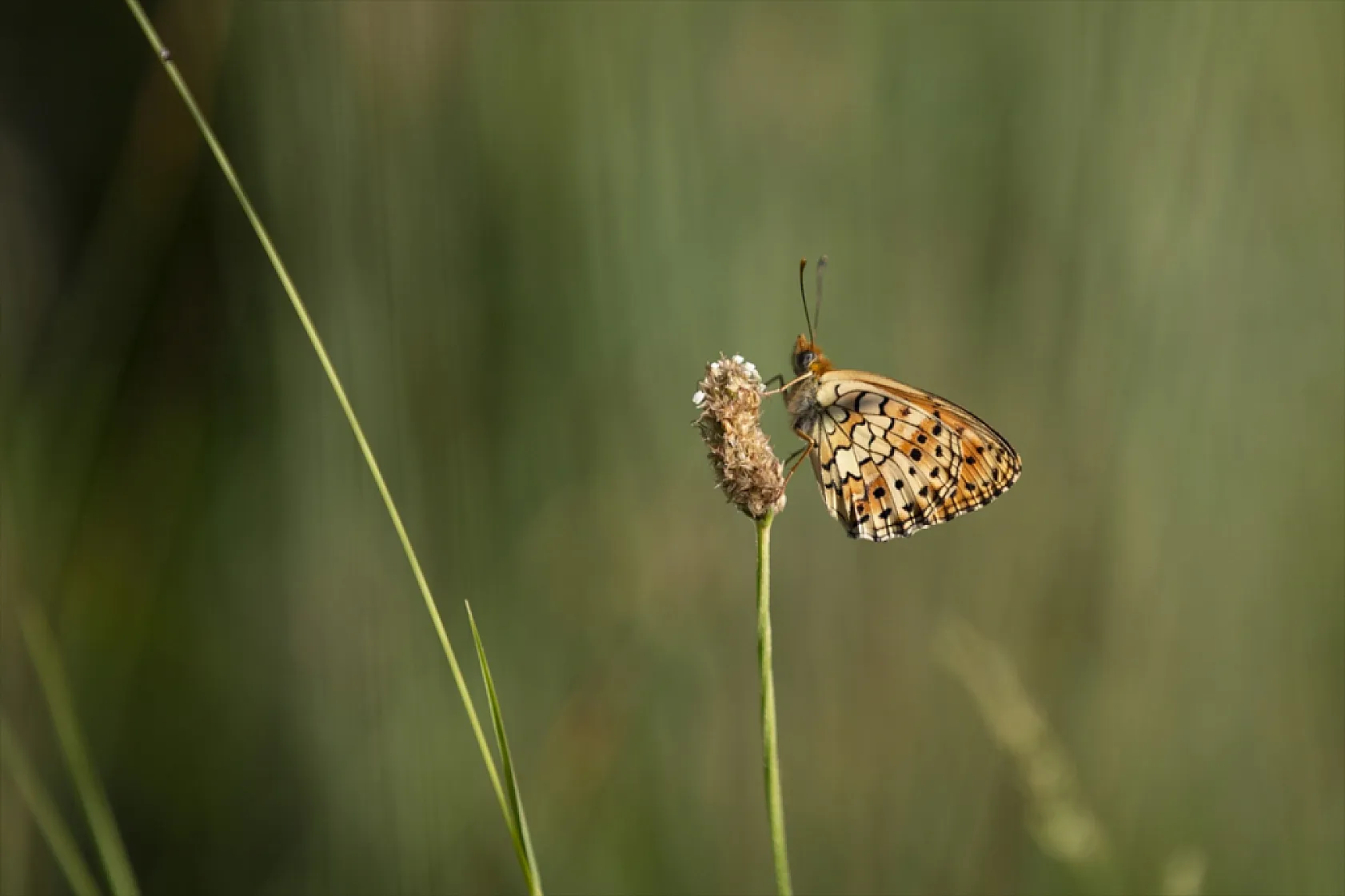 Tunceli'de tabiatın yeşermesiyle kelebek türleri de ortaya çıktı