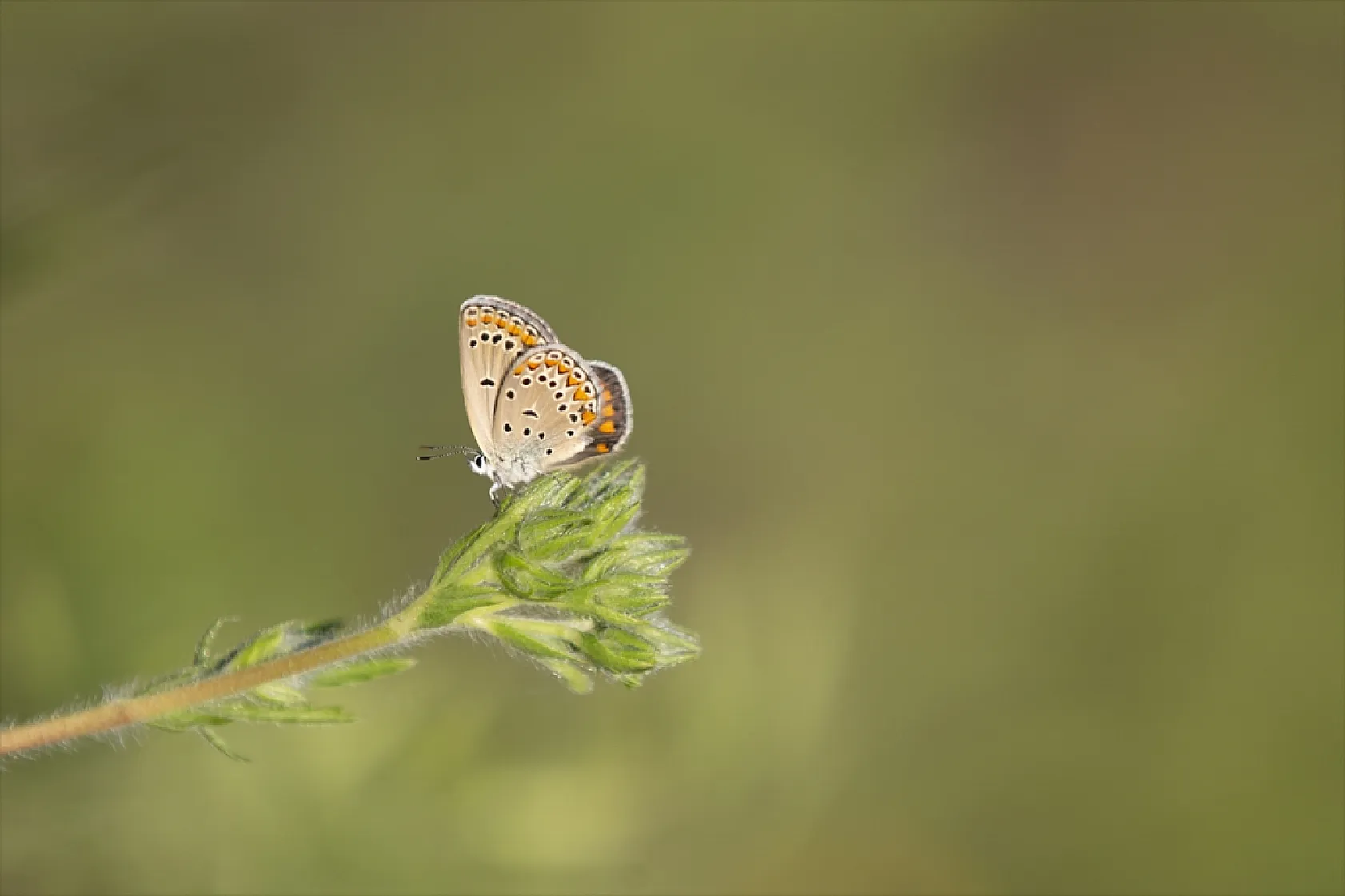 Tunceli'de tabiatın yeşermesiyle kelebek türleri de ortaya çıktı