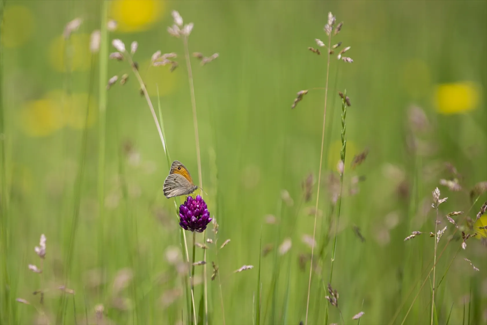 Tunceli'de tabiatın yeşermesiyle kelebek türleri de ortaya çıktı