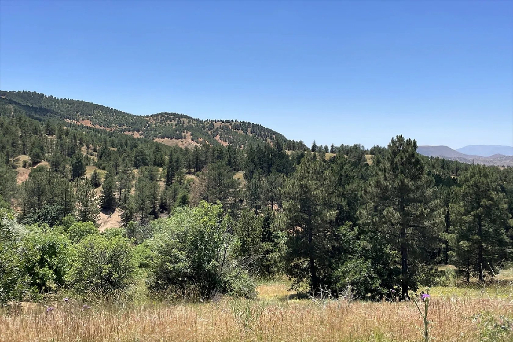 Elazığ'da ağaçlandırma çalışmaları sürüyor
