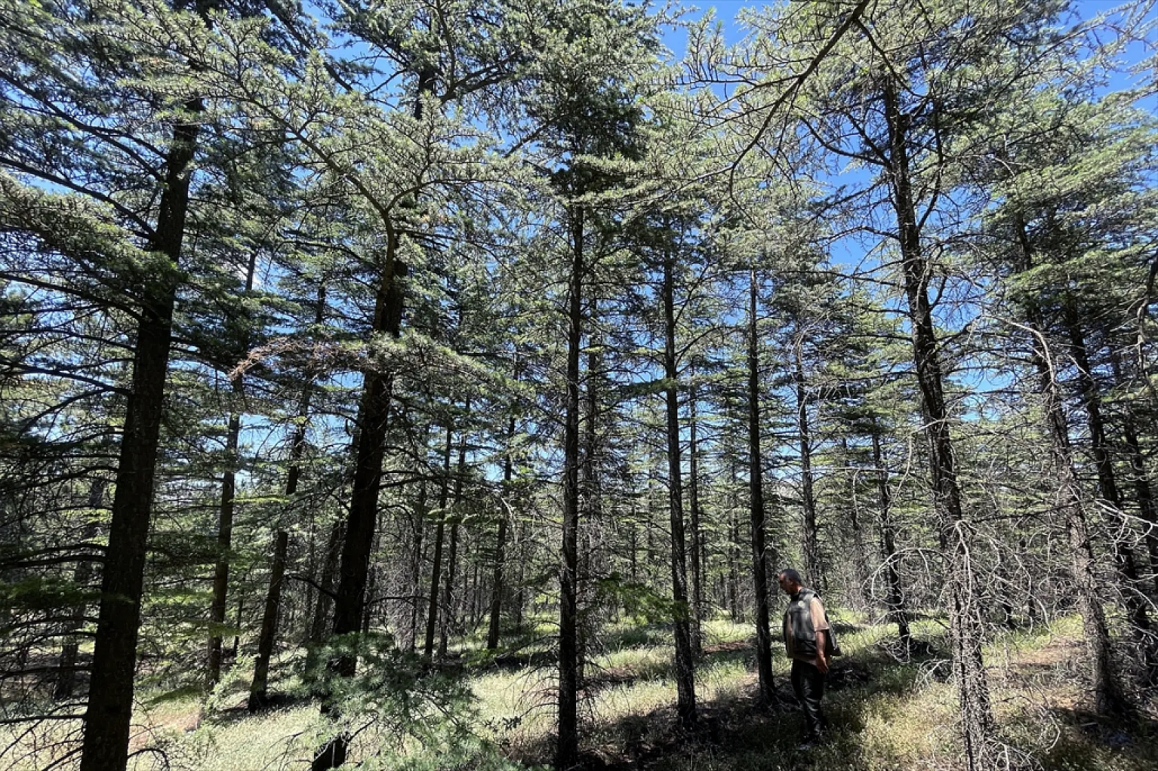 Elazığ'da ağaçlandırma çalışmaları sürüyor