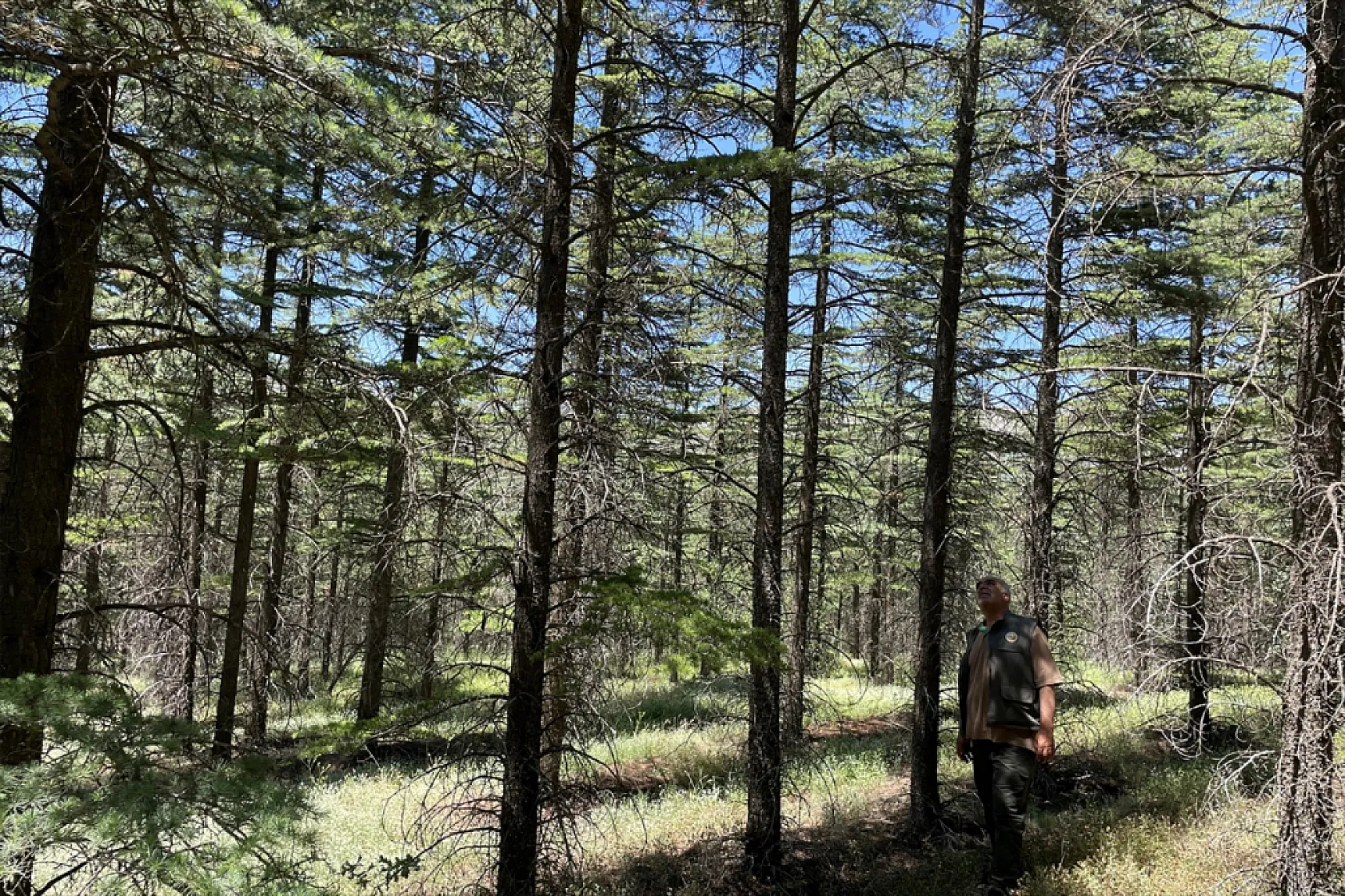 Elazığ'da ağaçlandırma çalışmaları sürüyor