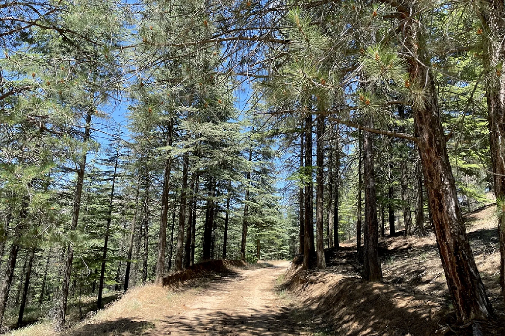 Elazığ'da ağaçlandırma çalışmaları sürüyor