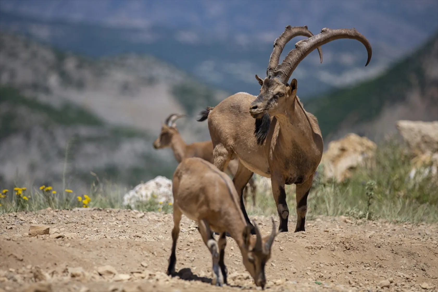 Yaban keçileri Tunceli dağlarında güvenle yaşıyor