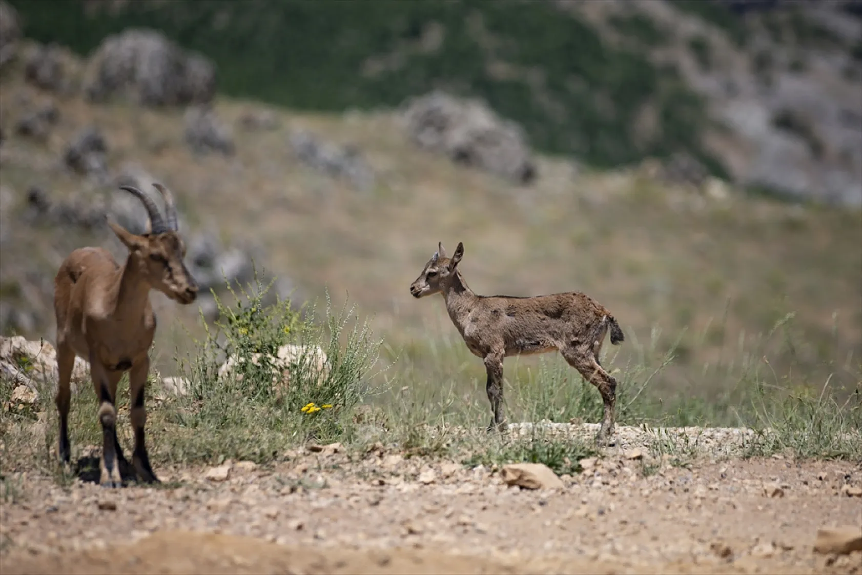Yaban keçileri Tunceli dağlarında güvenle yaşıyor