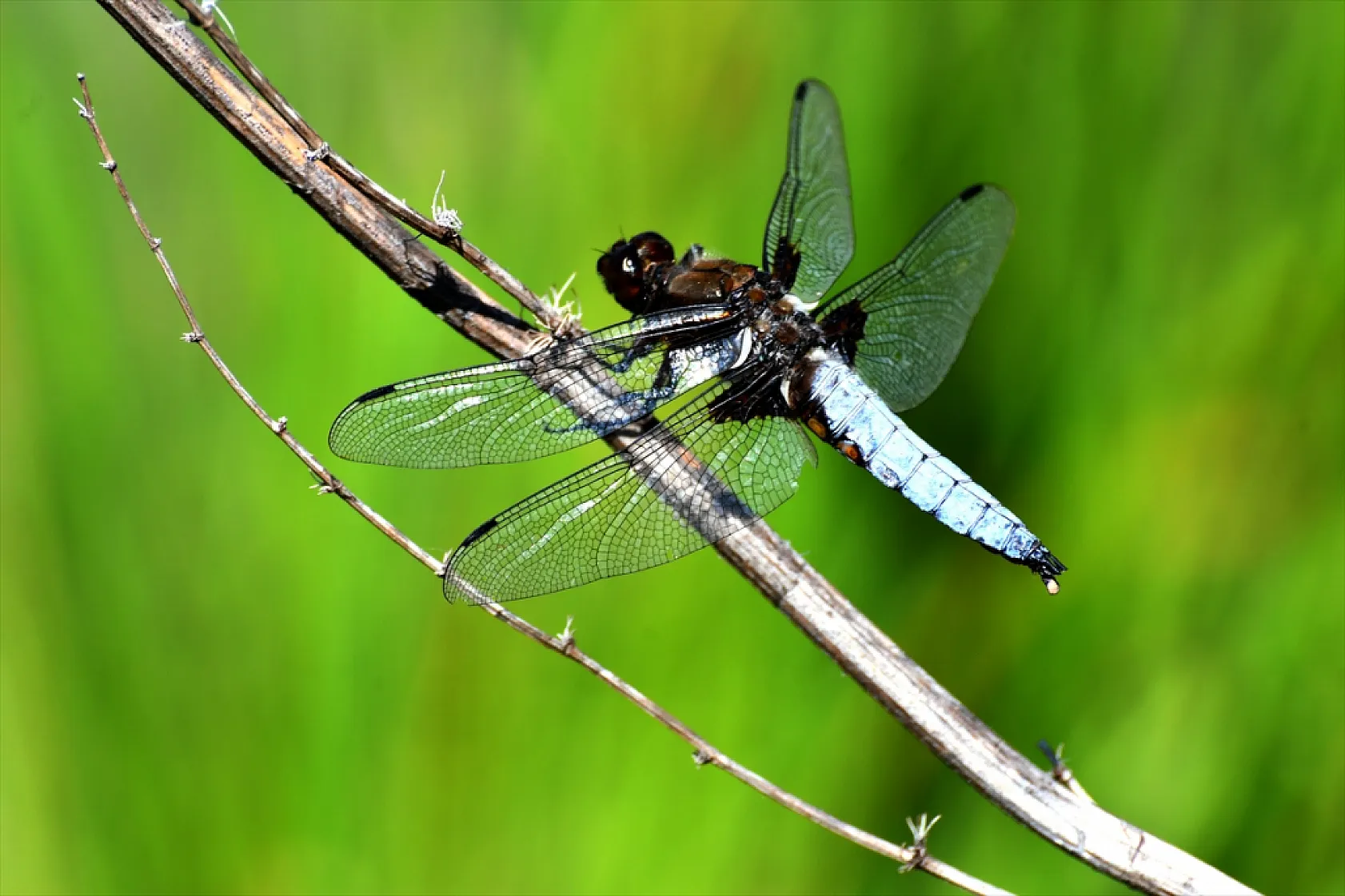 Yusufçuk böcekleri doğaya renk kattı