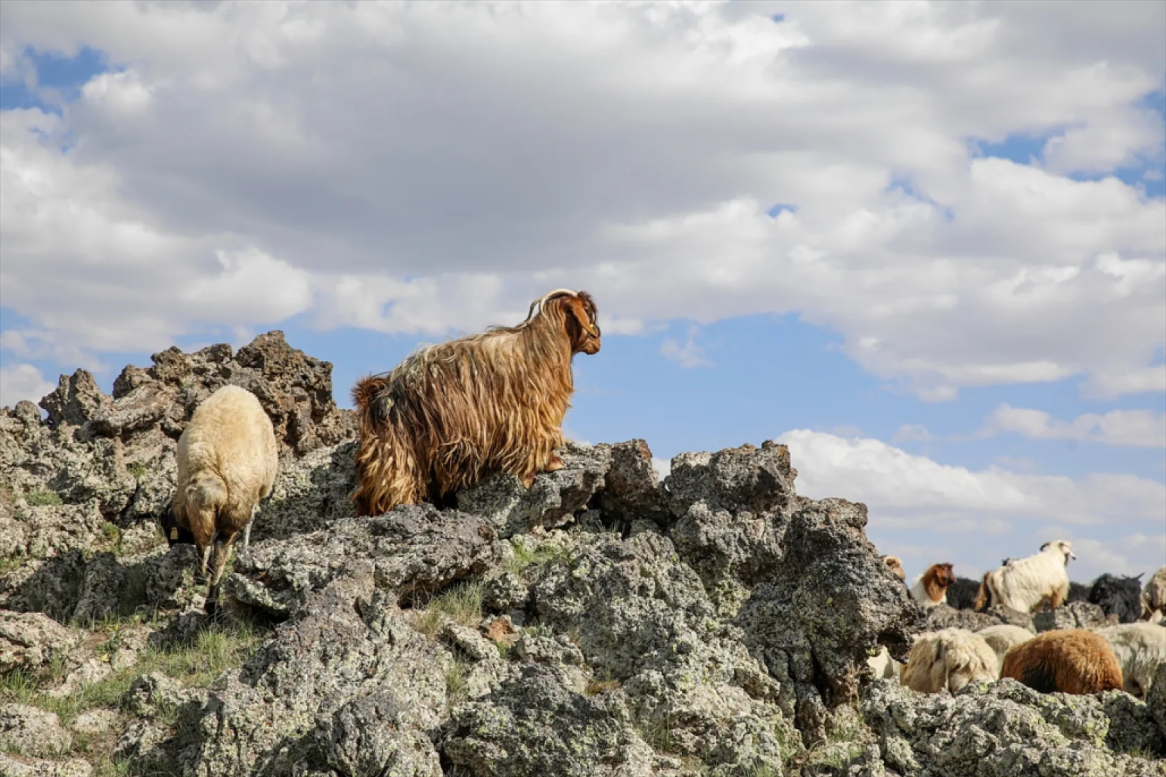 Terörden arındırılan 'Tendürek Dağı...'