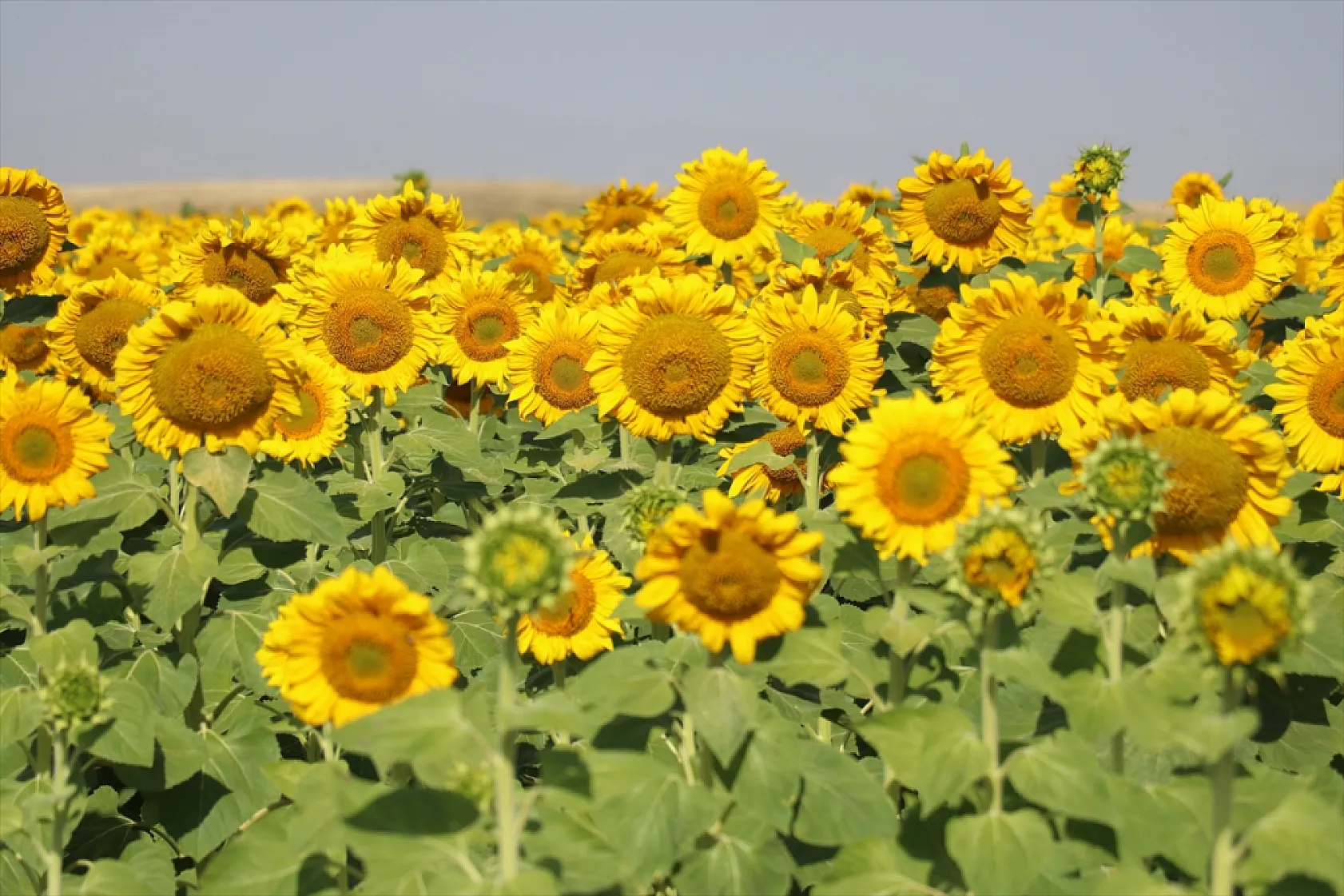 Ağrı'da ayçiçeği tarlaları sarıya büründü