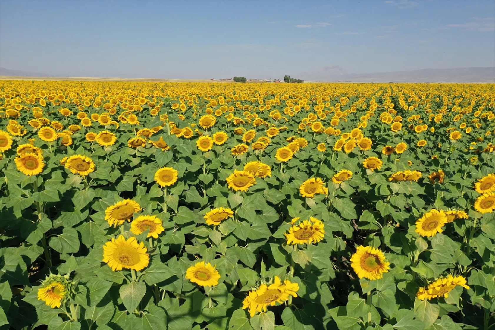 Ağrı'da ayçiçeği tarlaları sarıya büründü