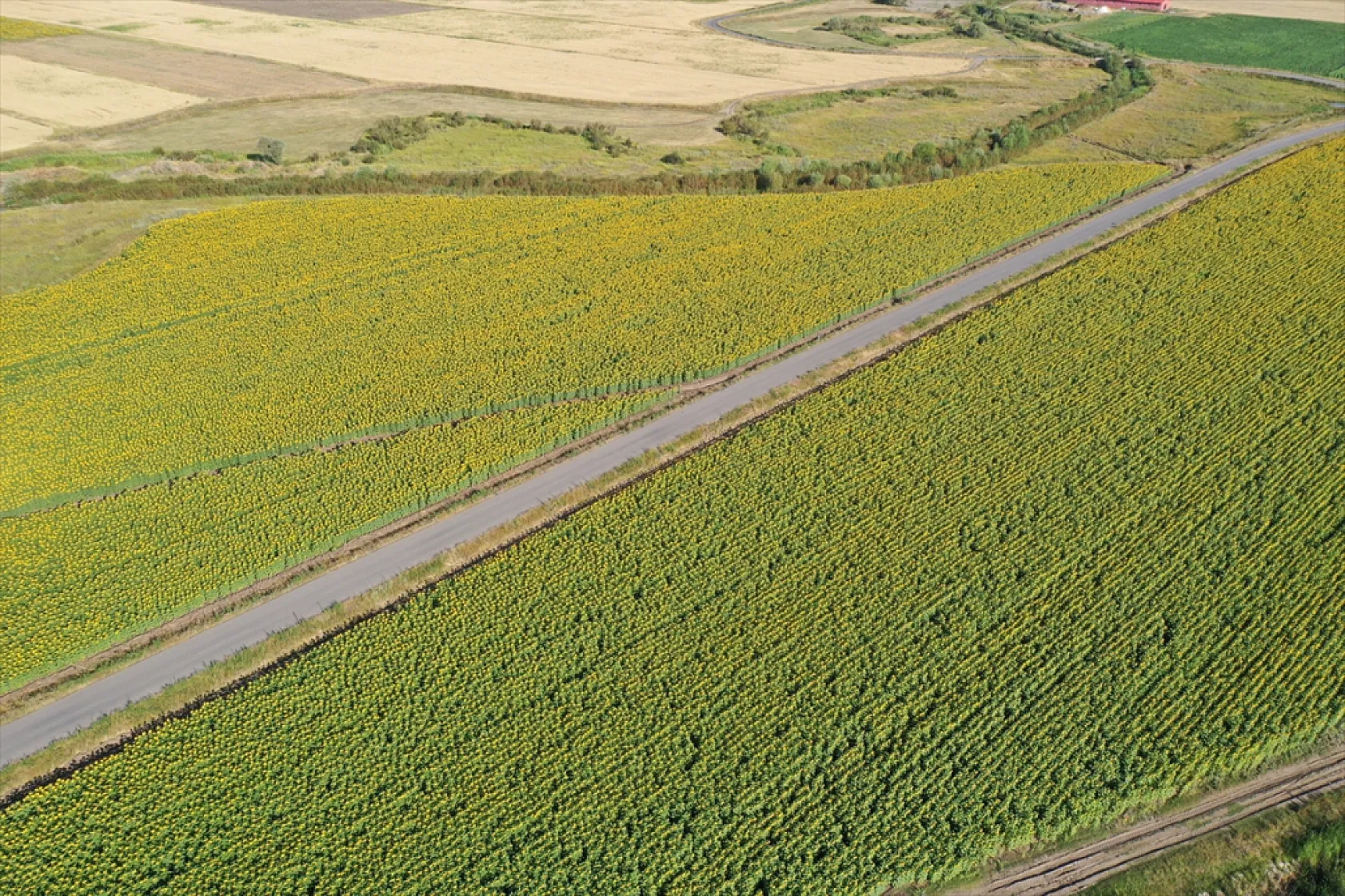 Ağrı'da ayçiçeği tarlaları sarıya büründü